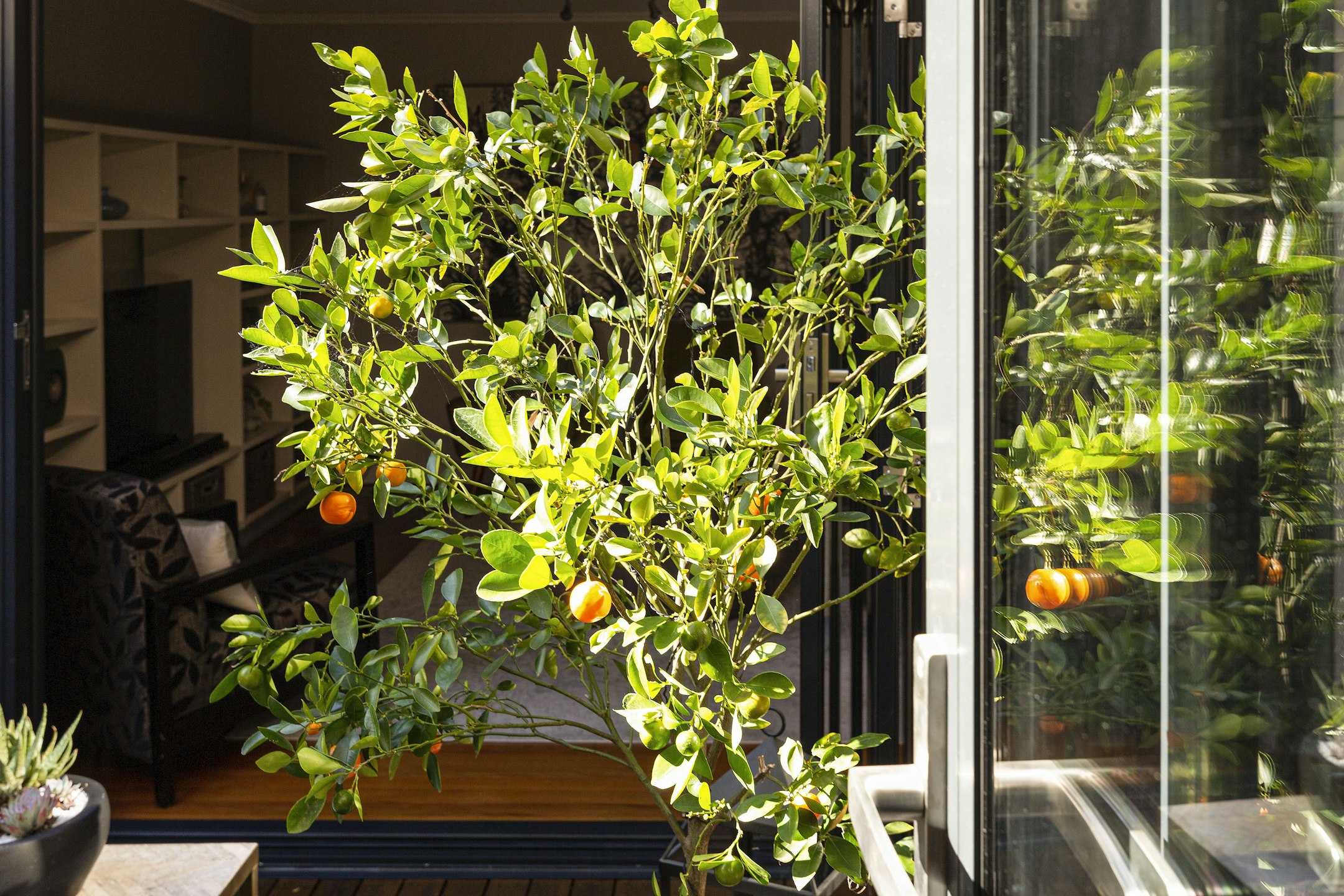 citrus fruit
