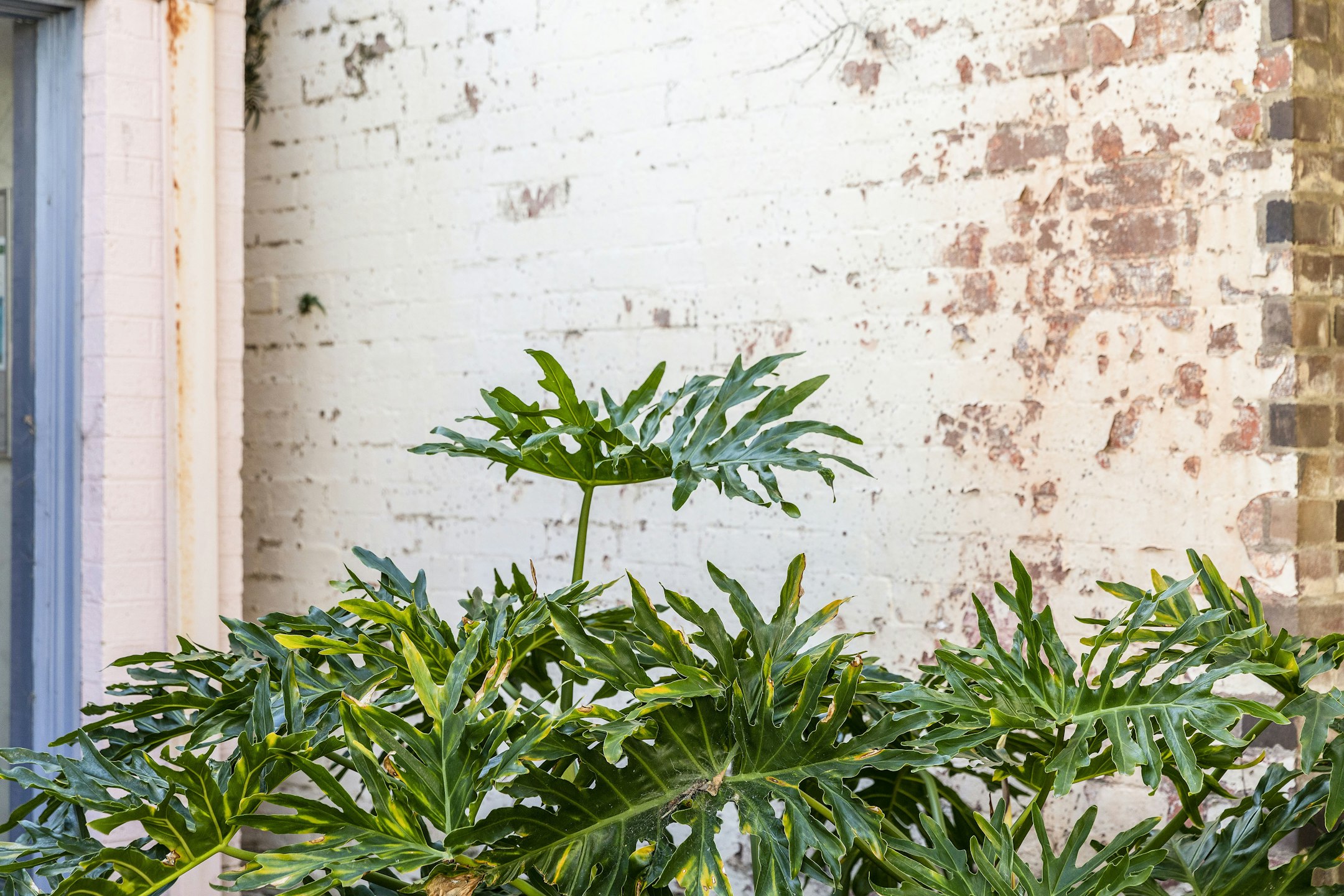 leaf