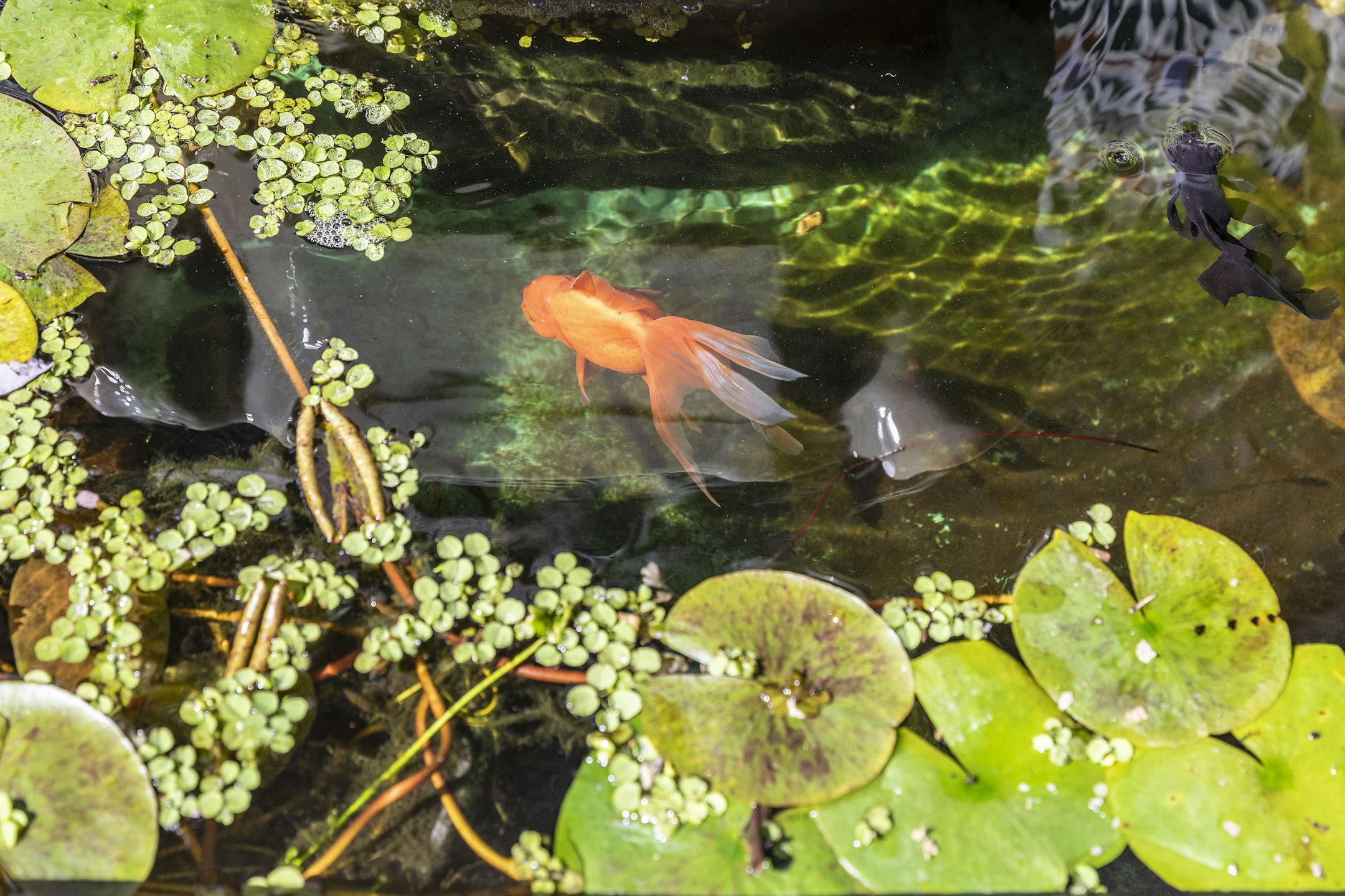 aquatic