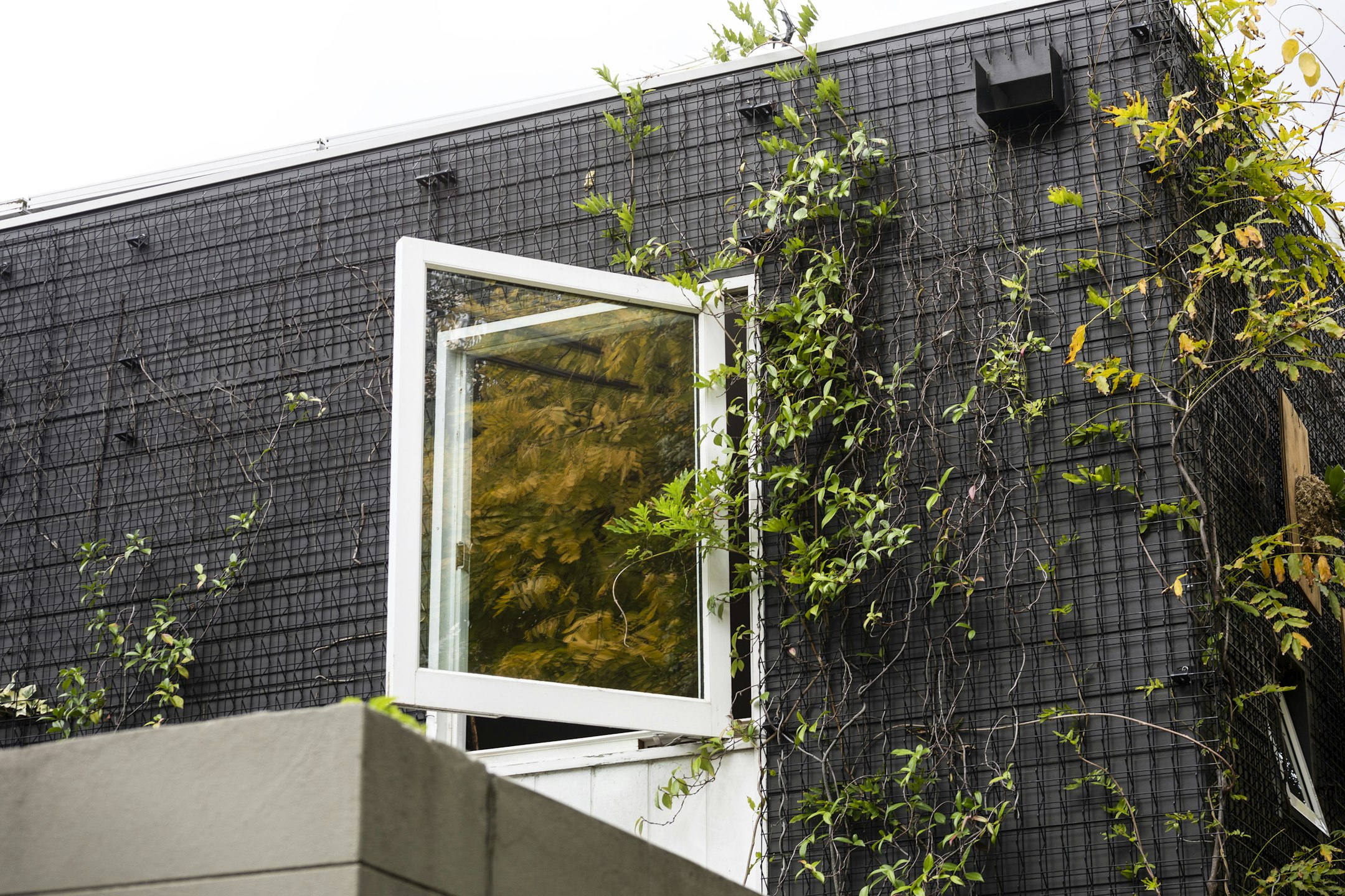 window