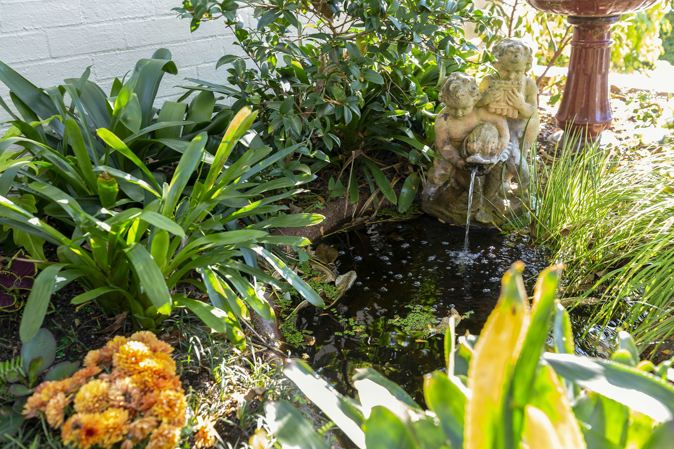garden