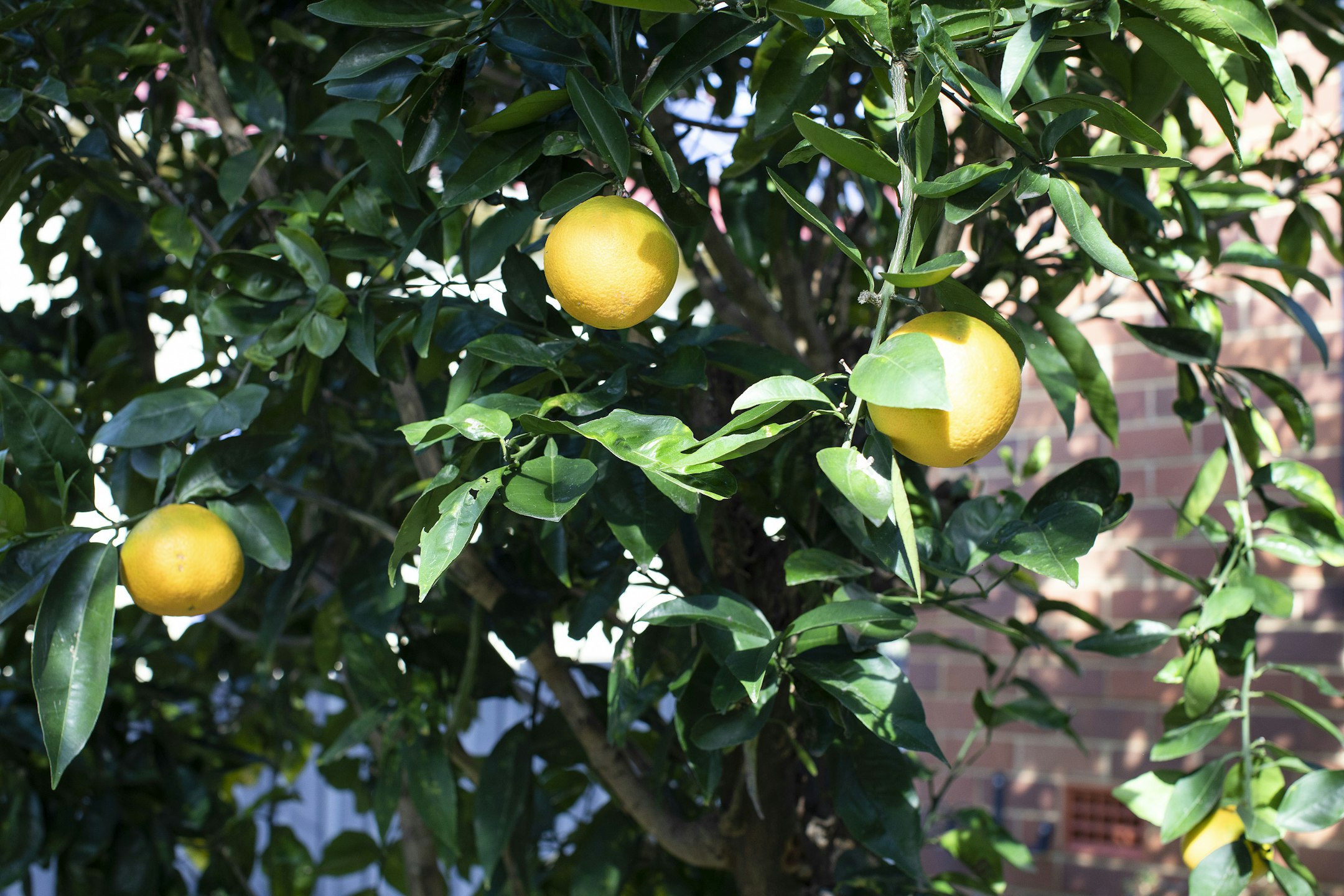 citrus fruit