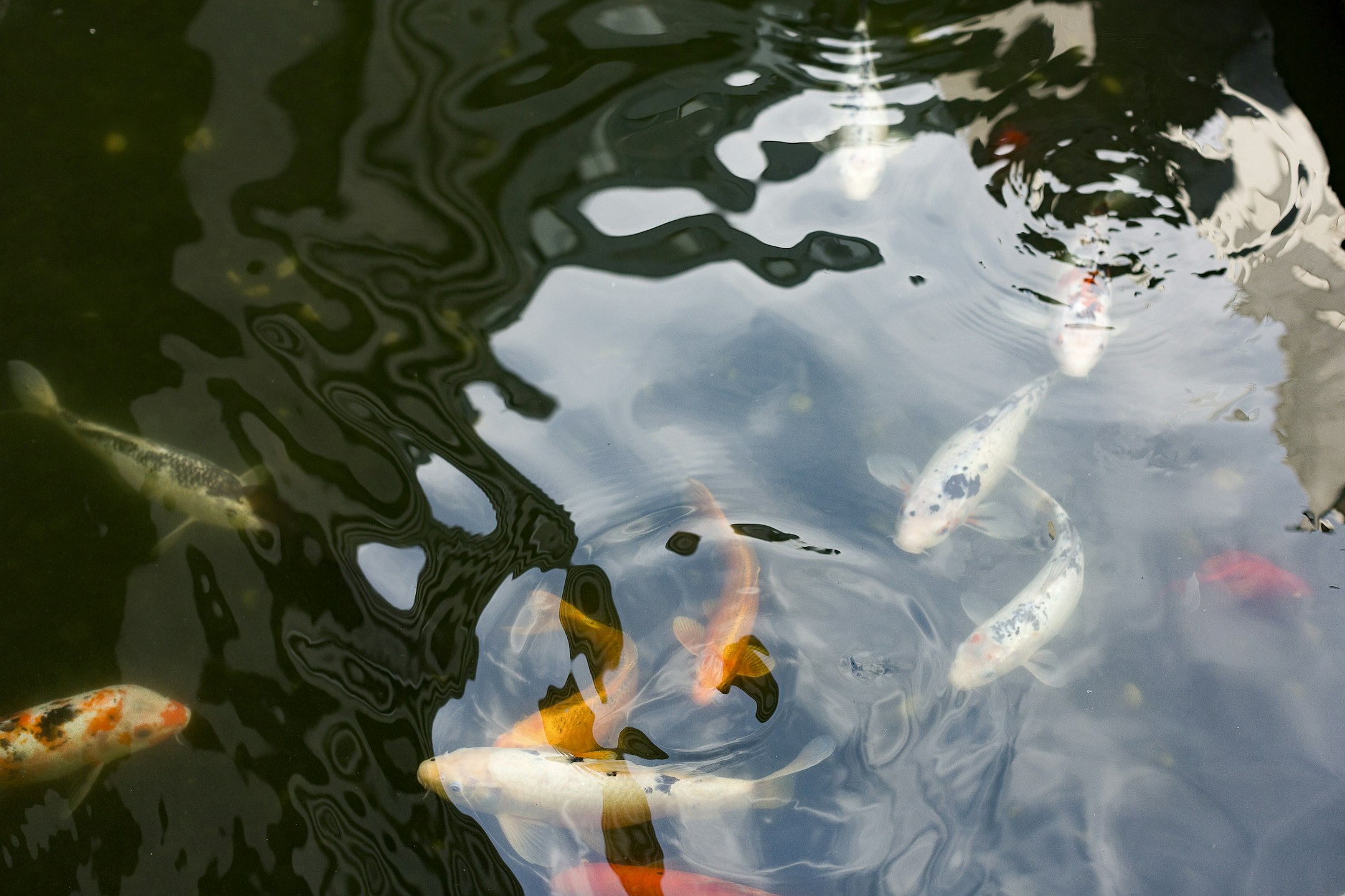 aquatic