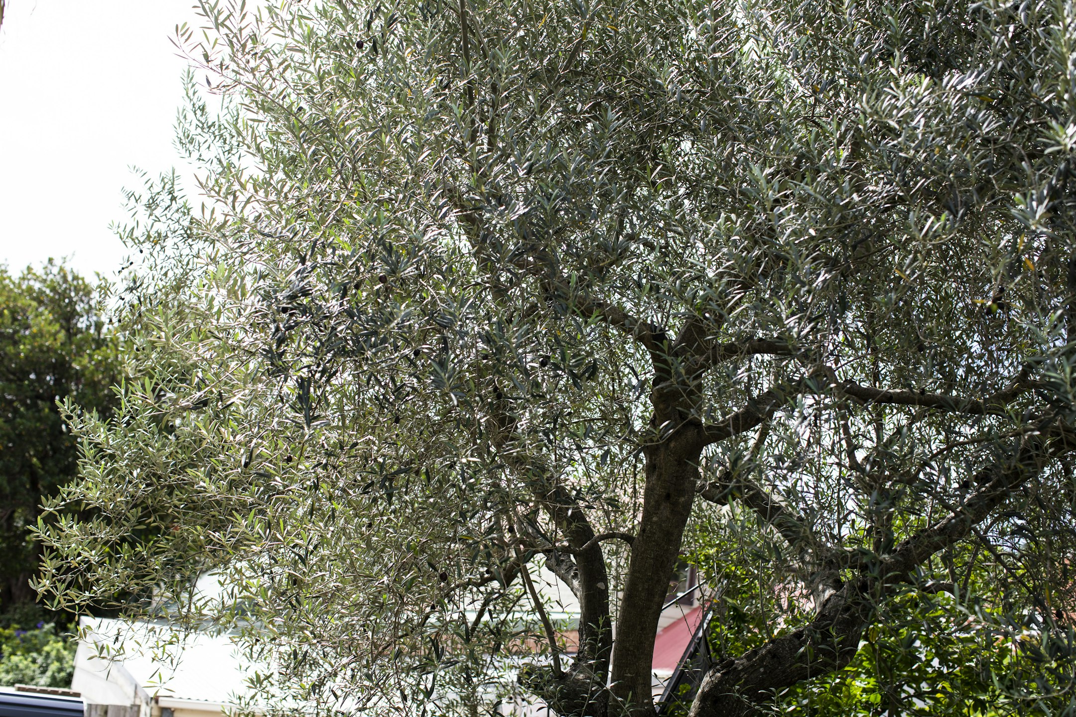 plant