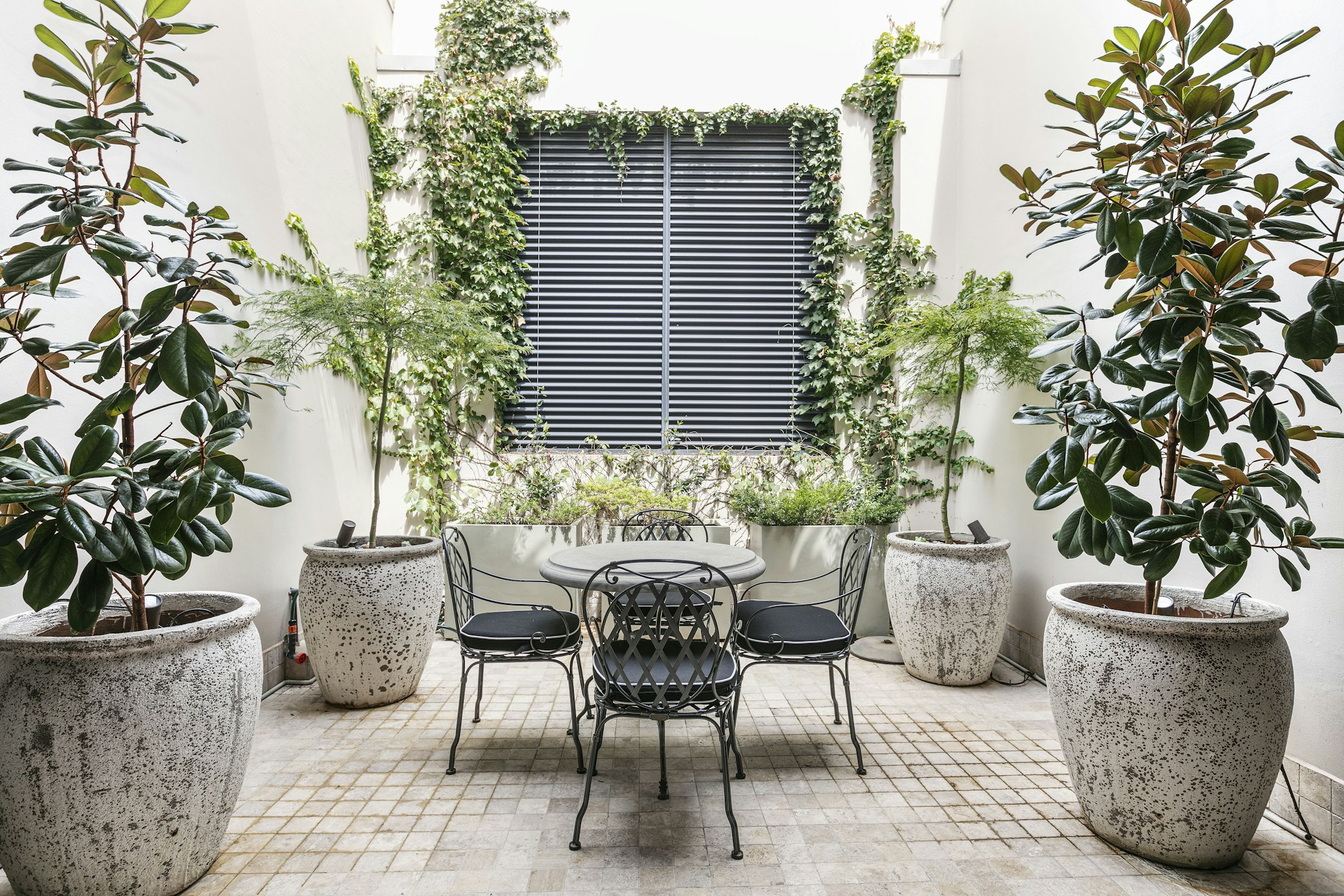 plant