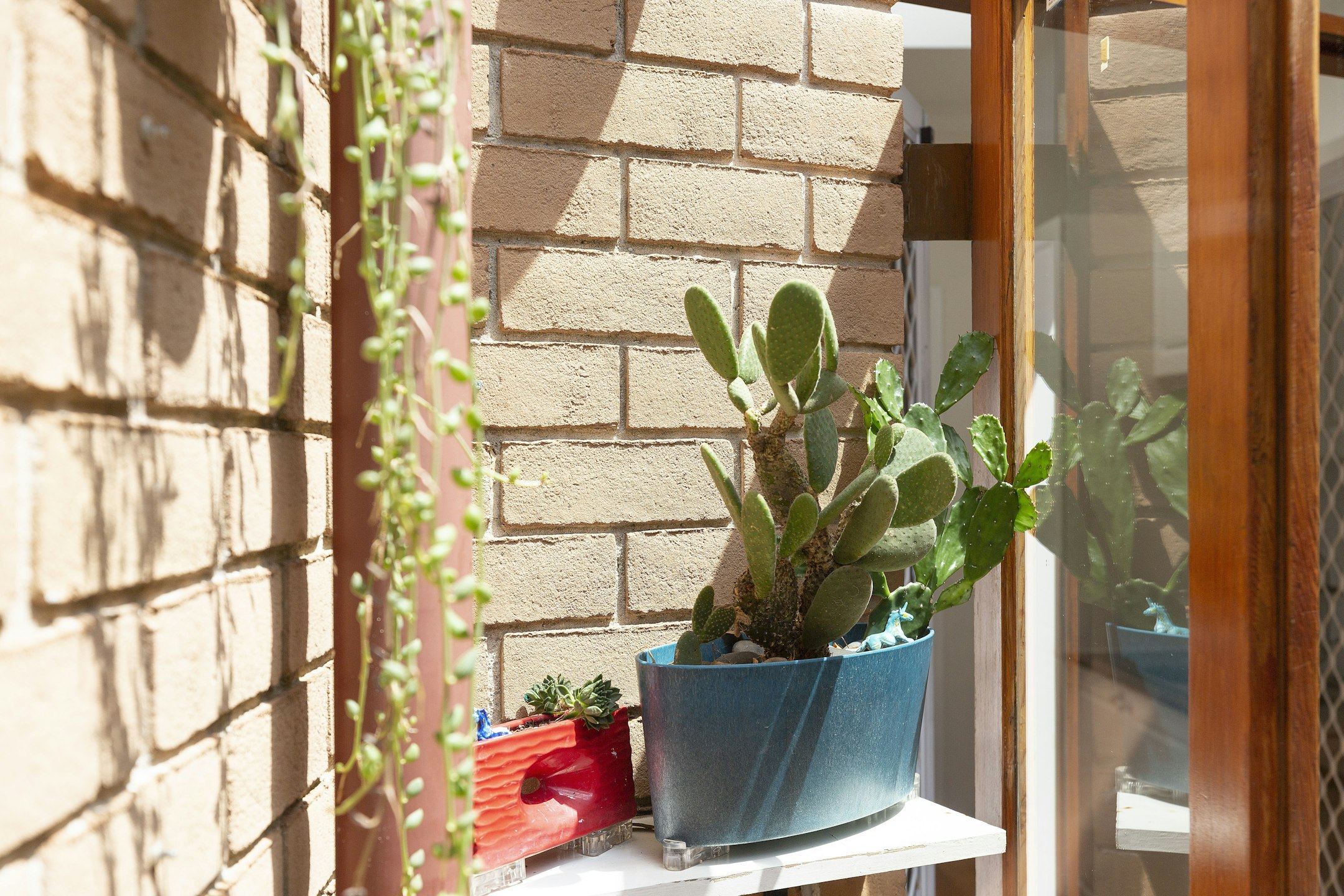 plant