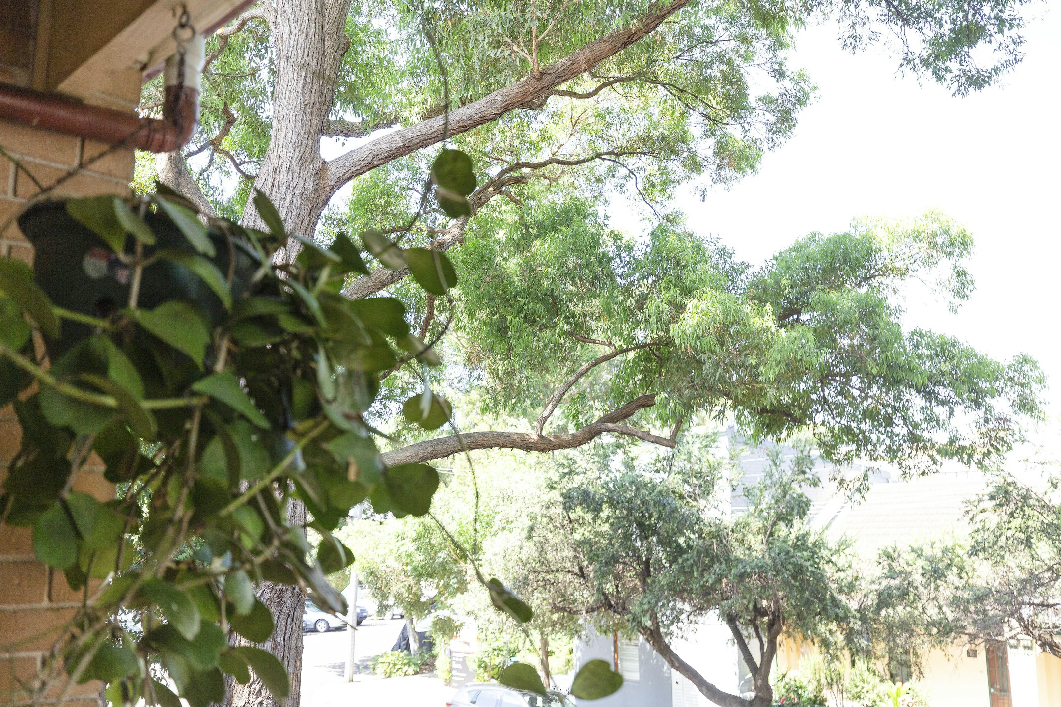tree