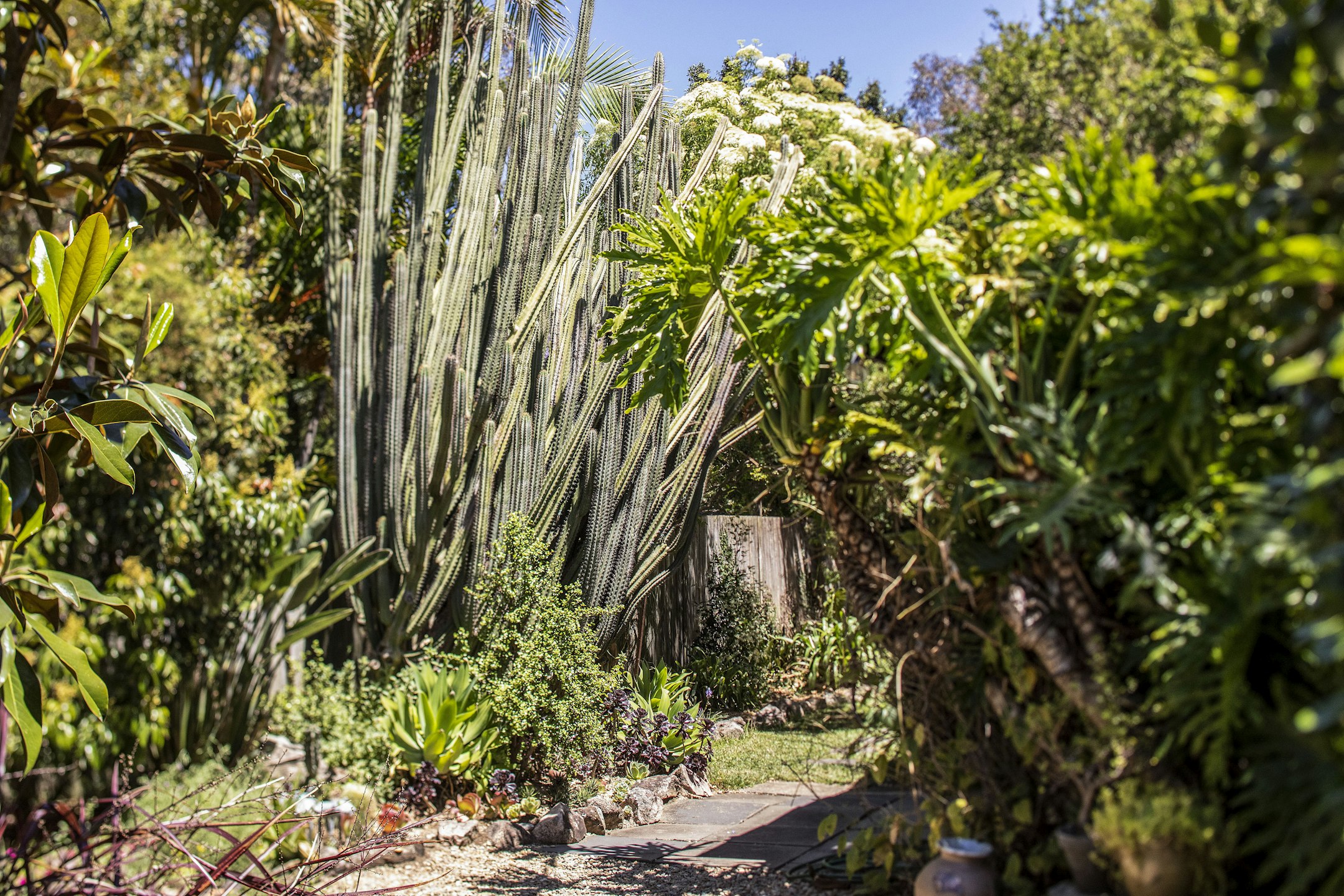 garden