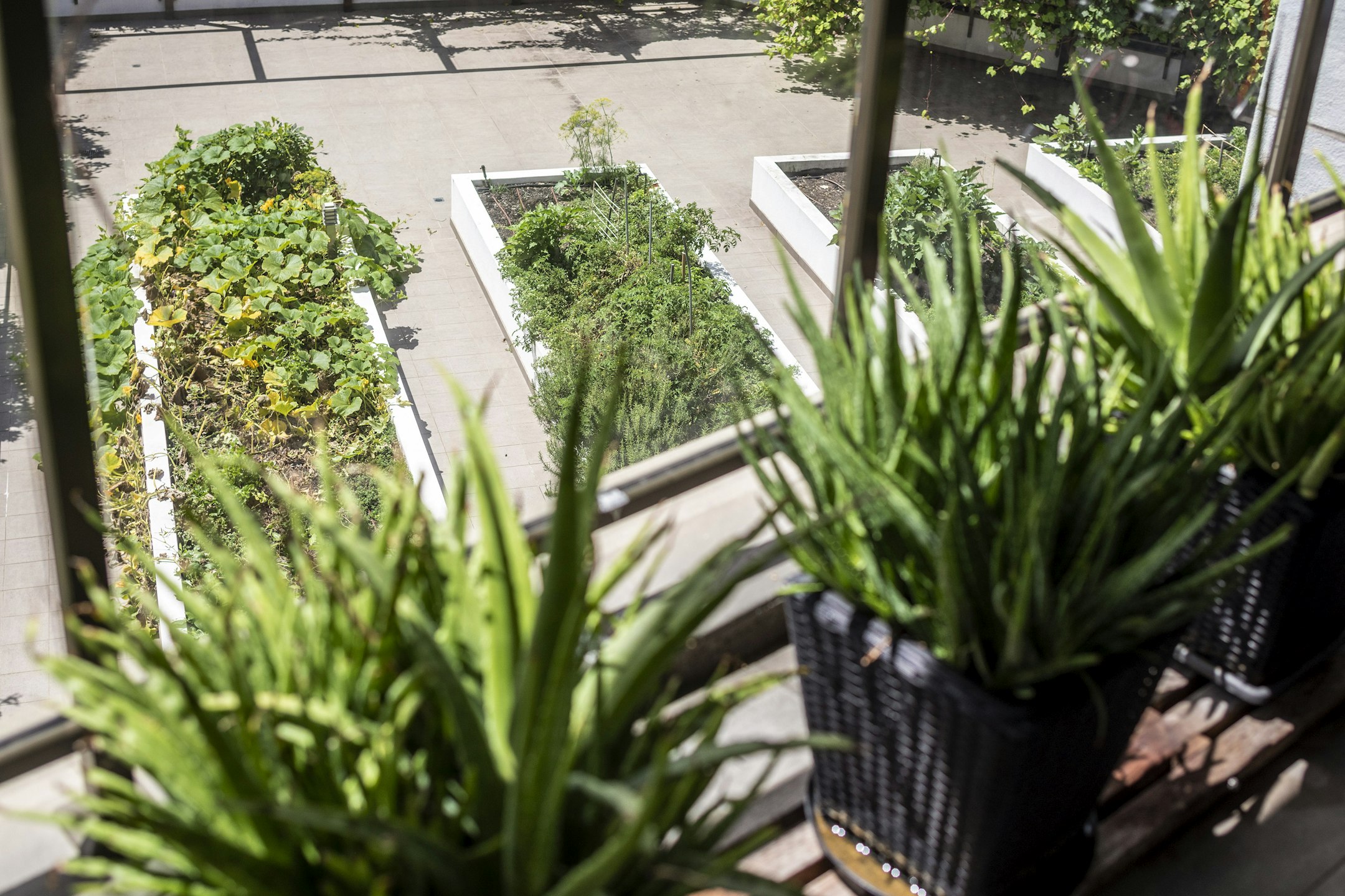 garden