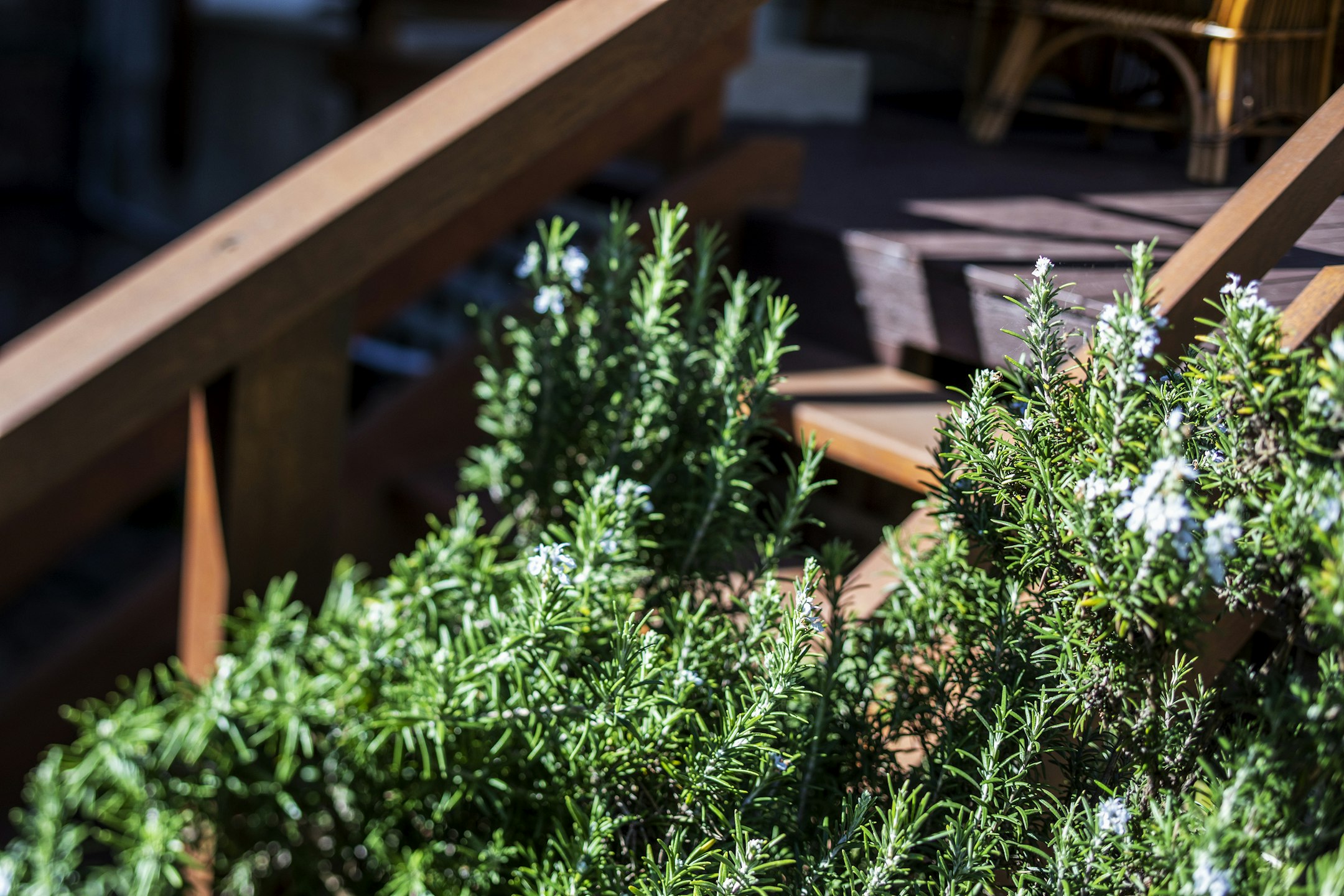 herbs