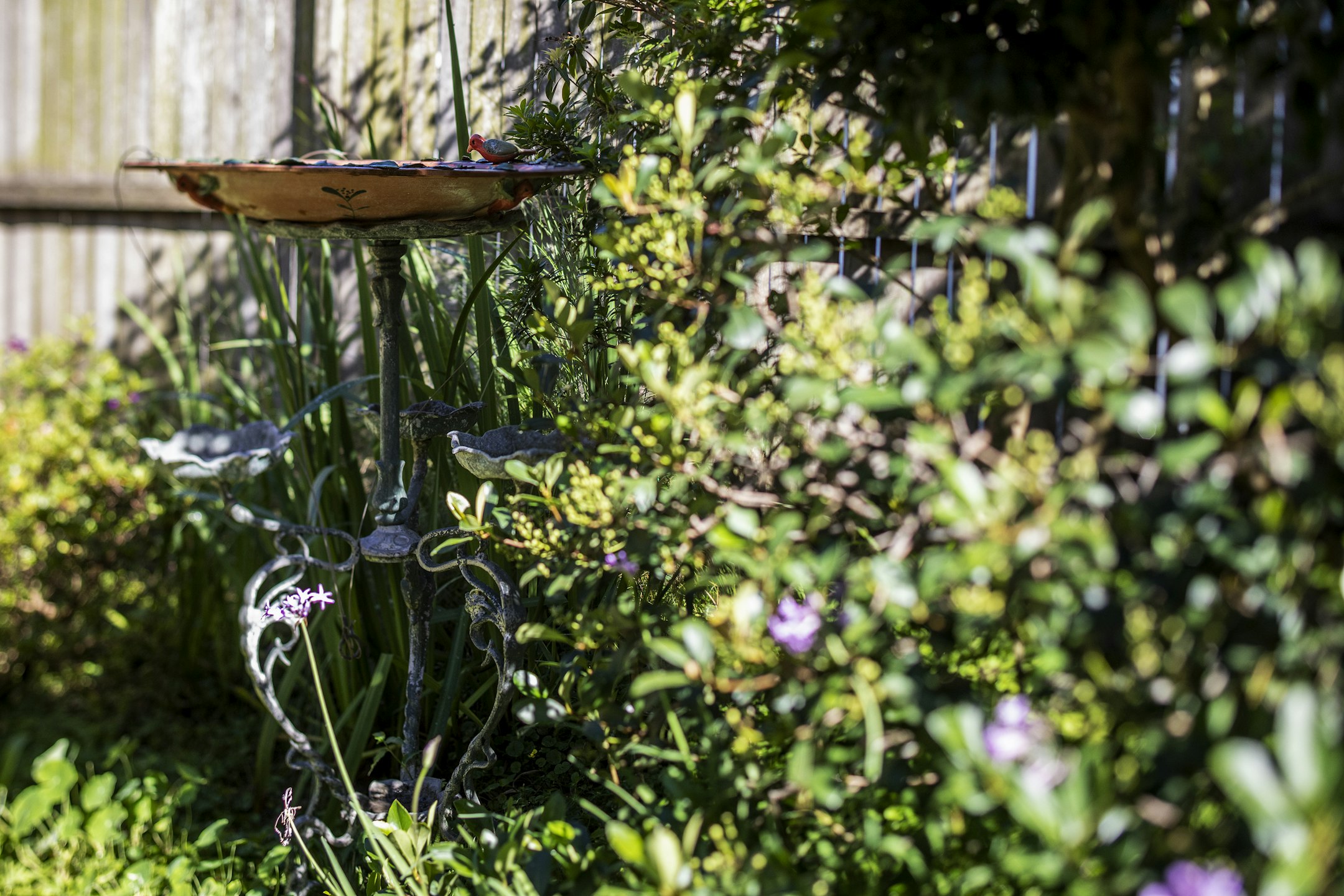 birdbath