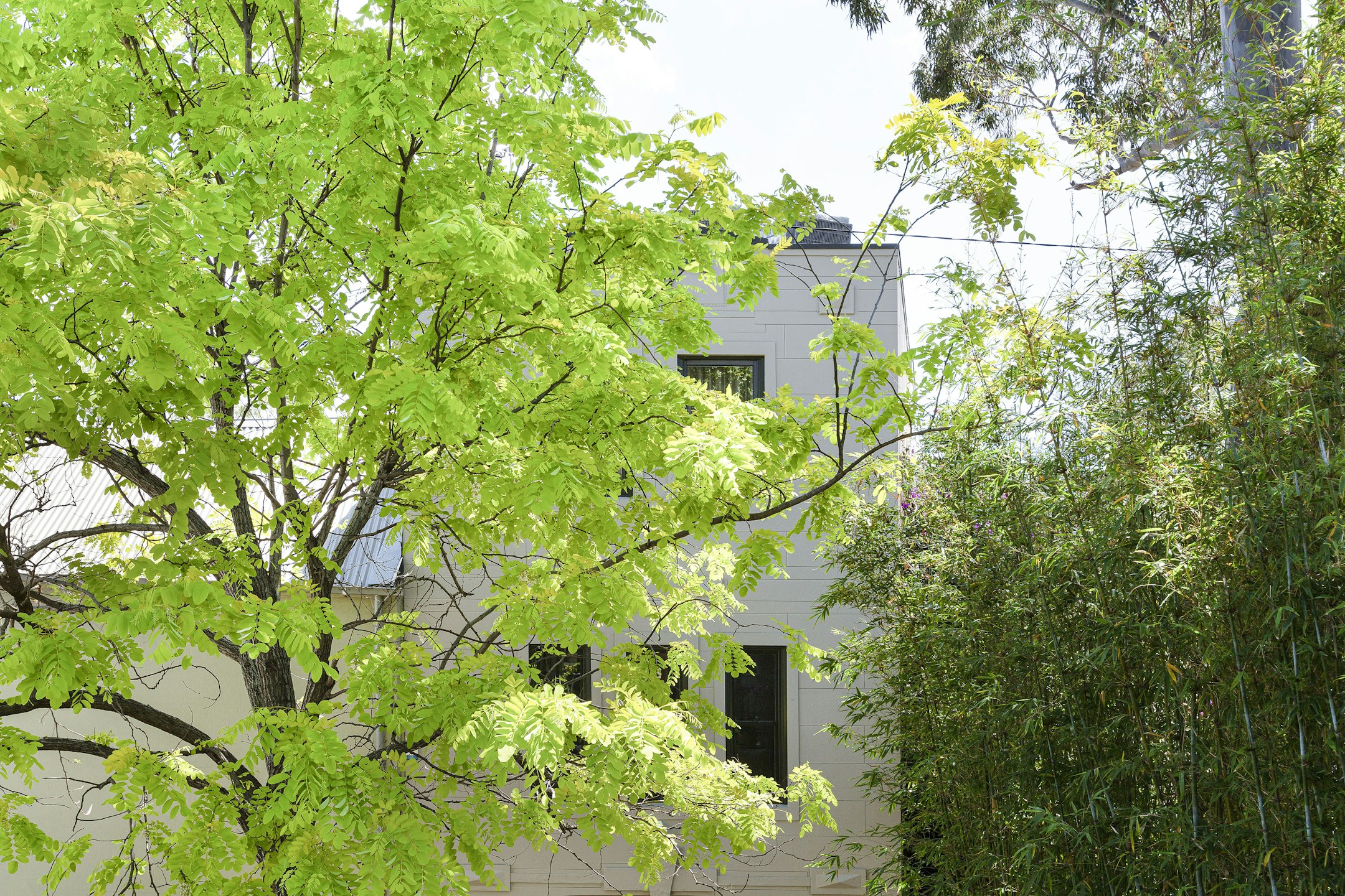 plant