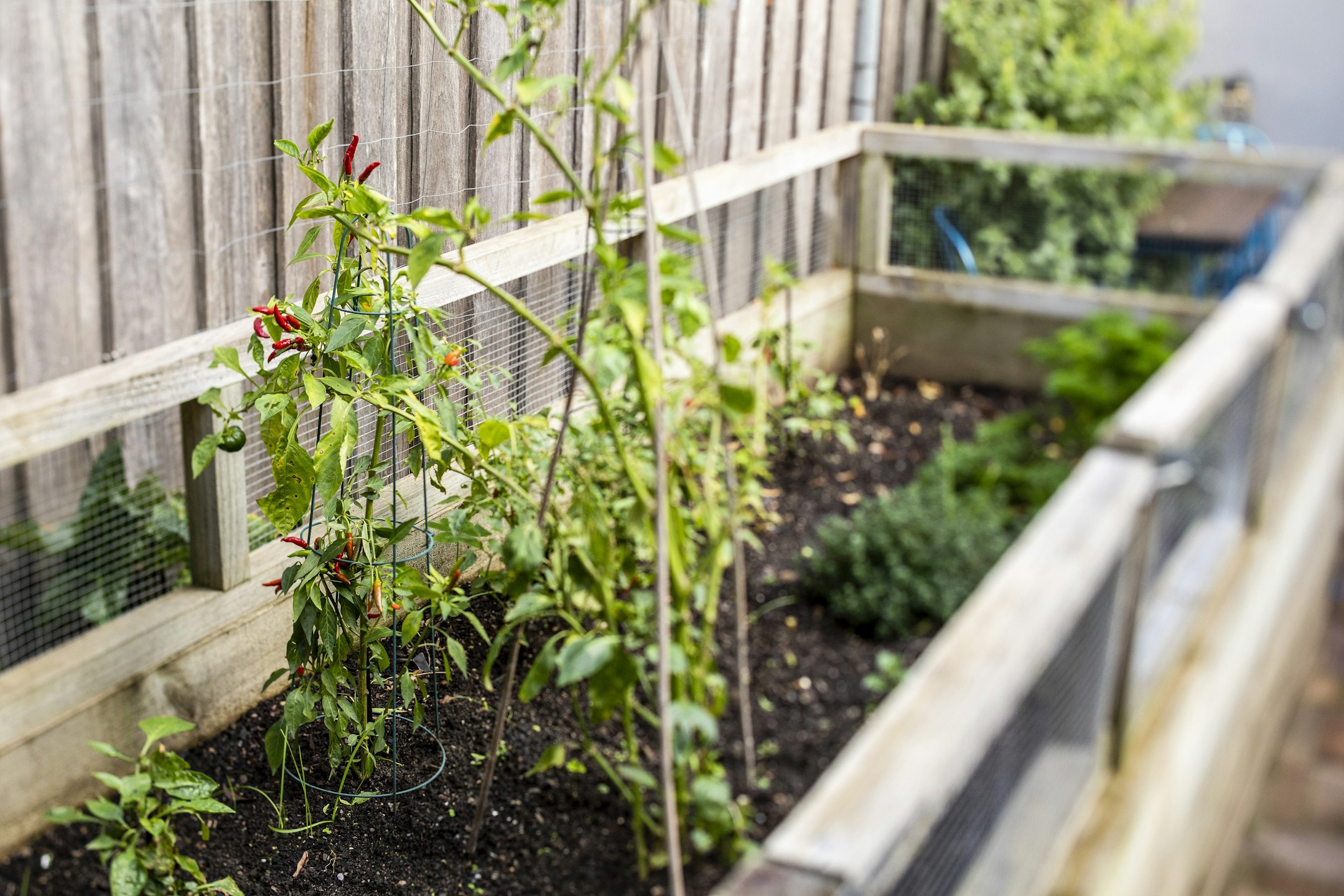 garden