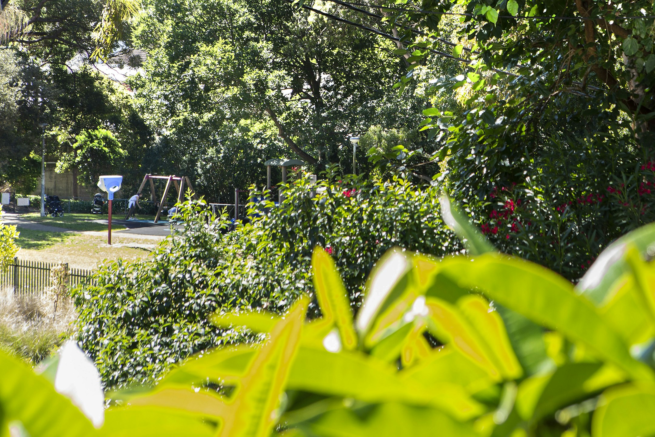 garden