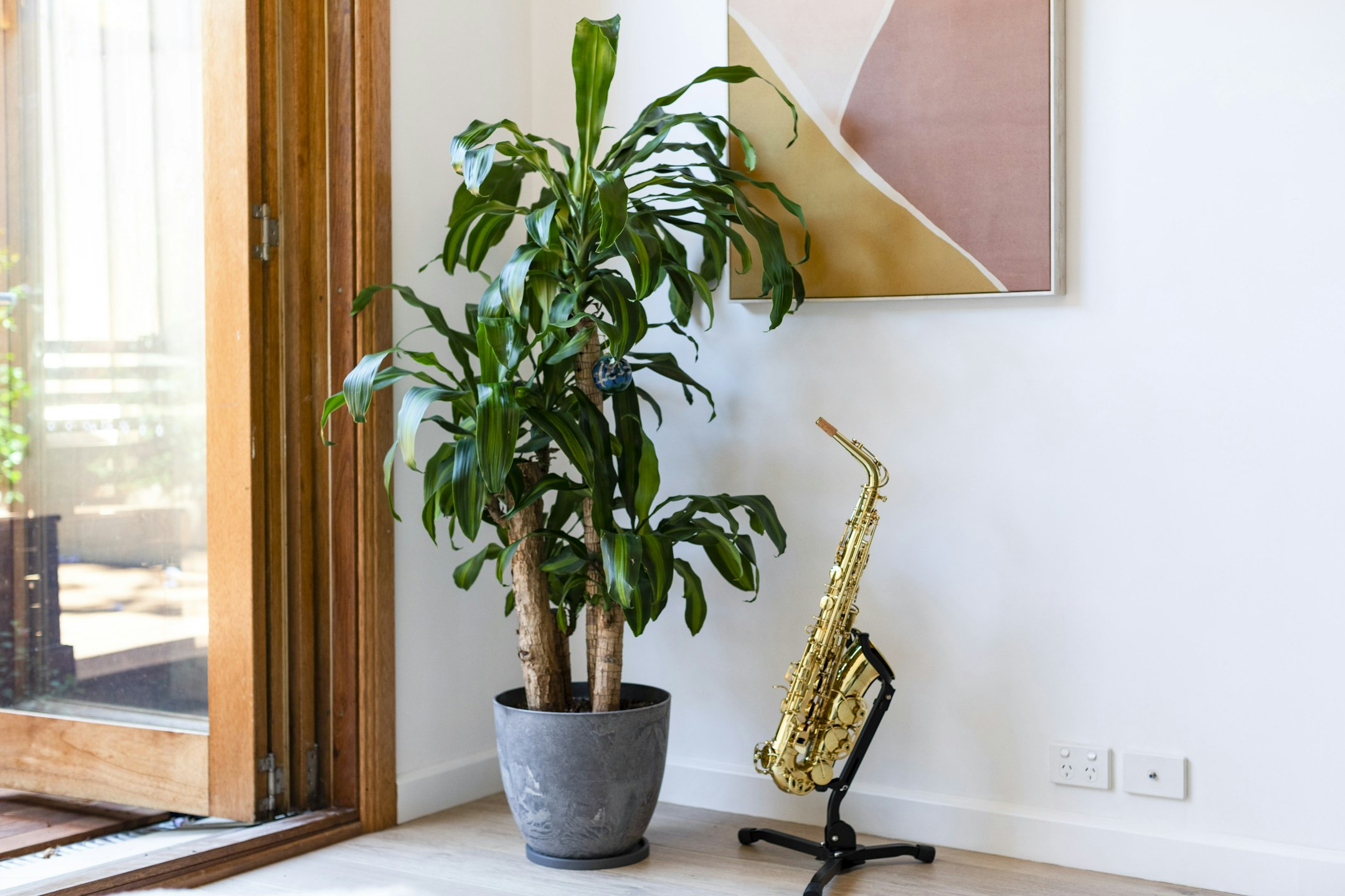 plant