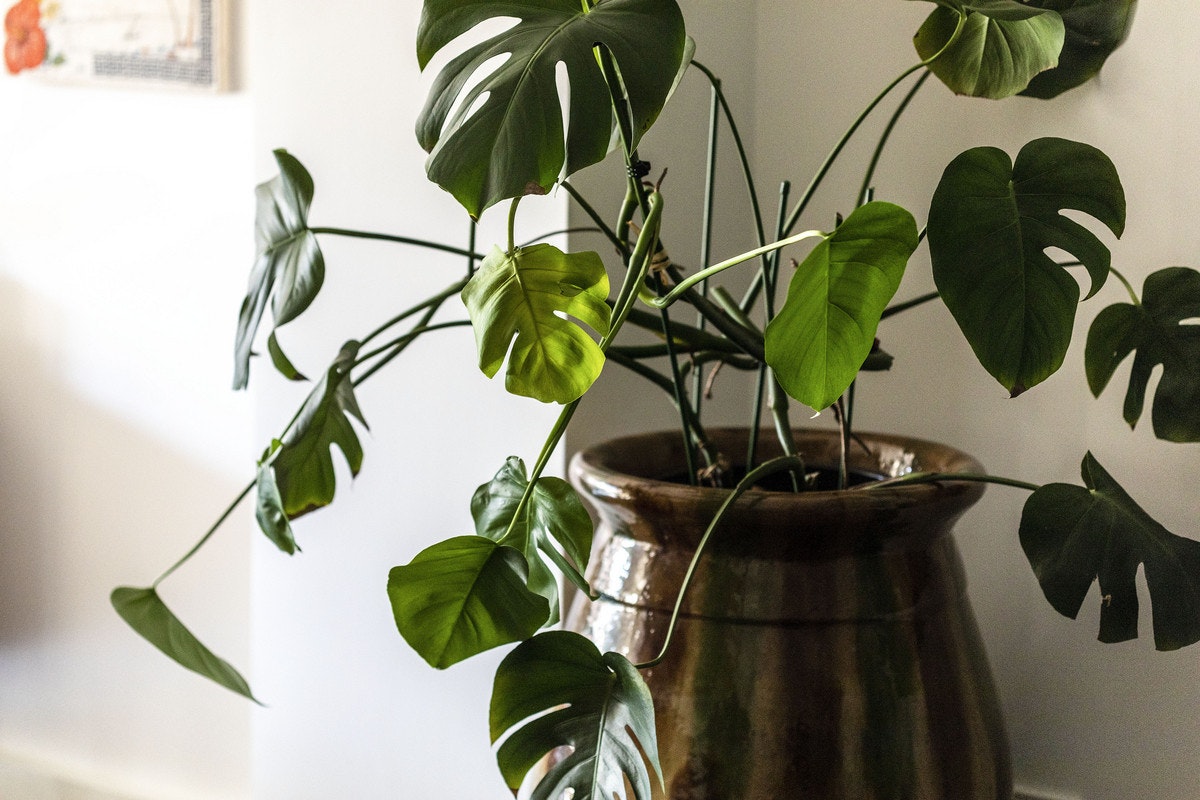 plant