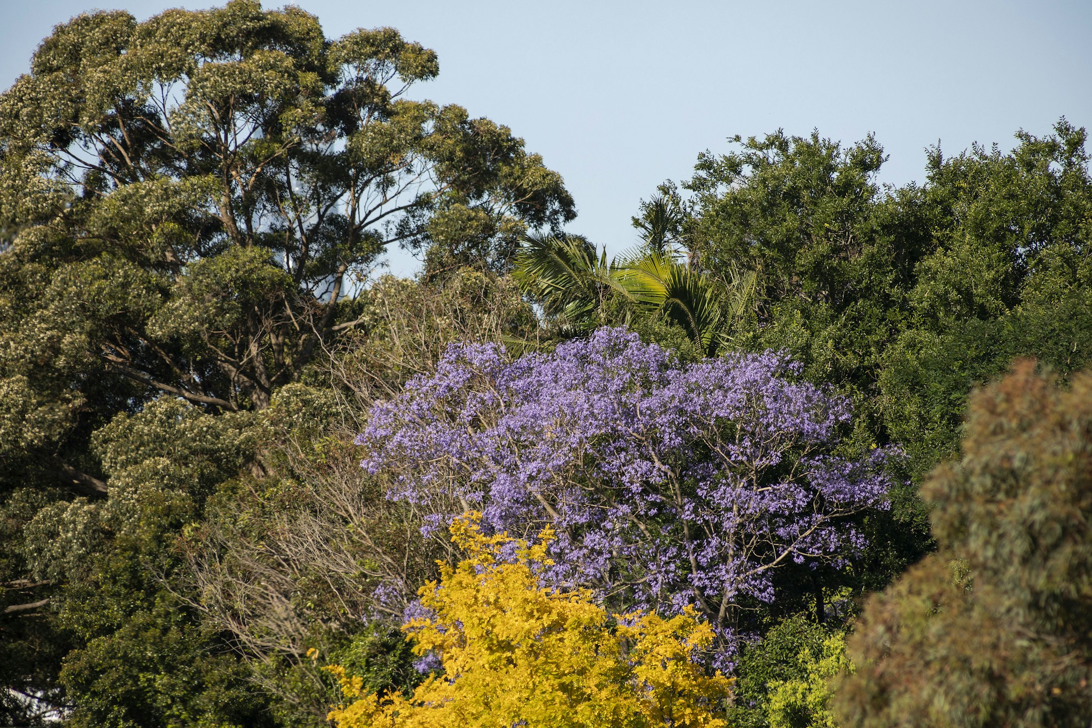 plant