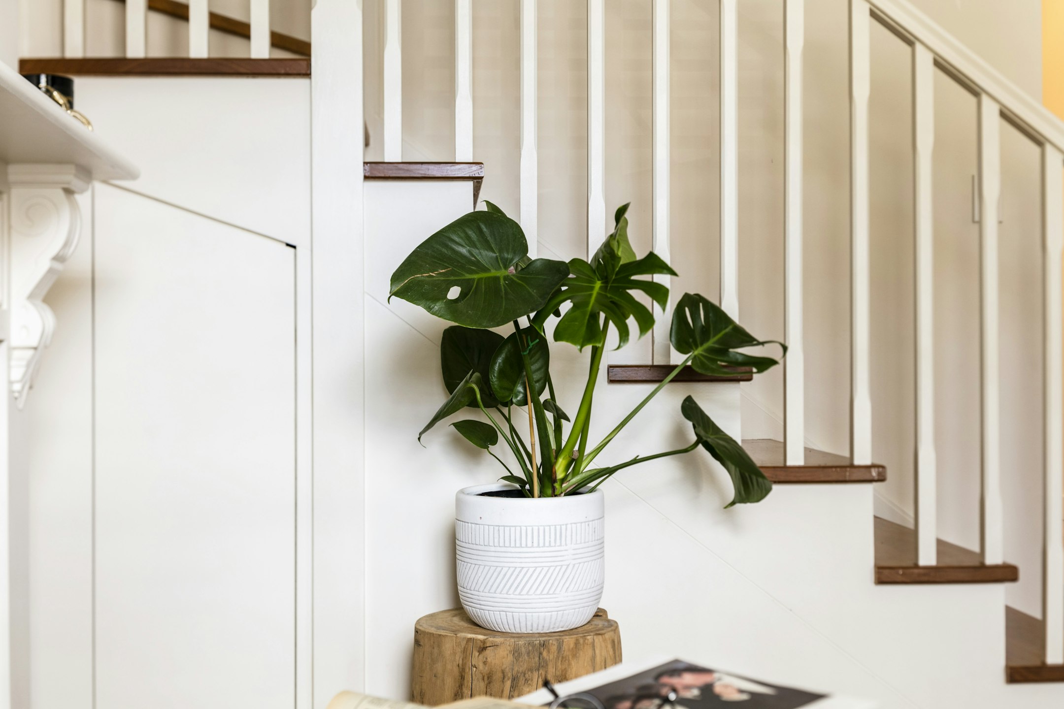 plant