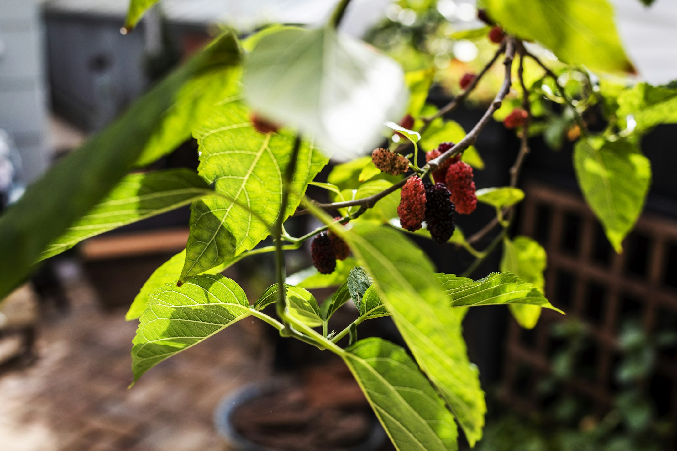 berry