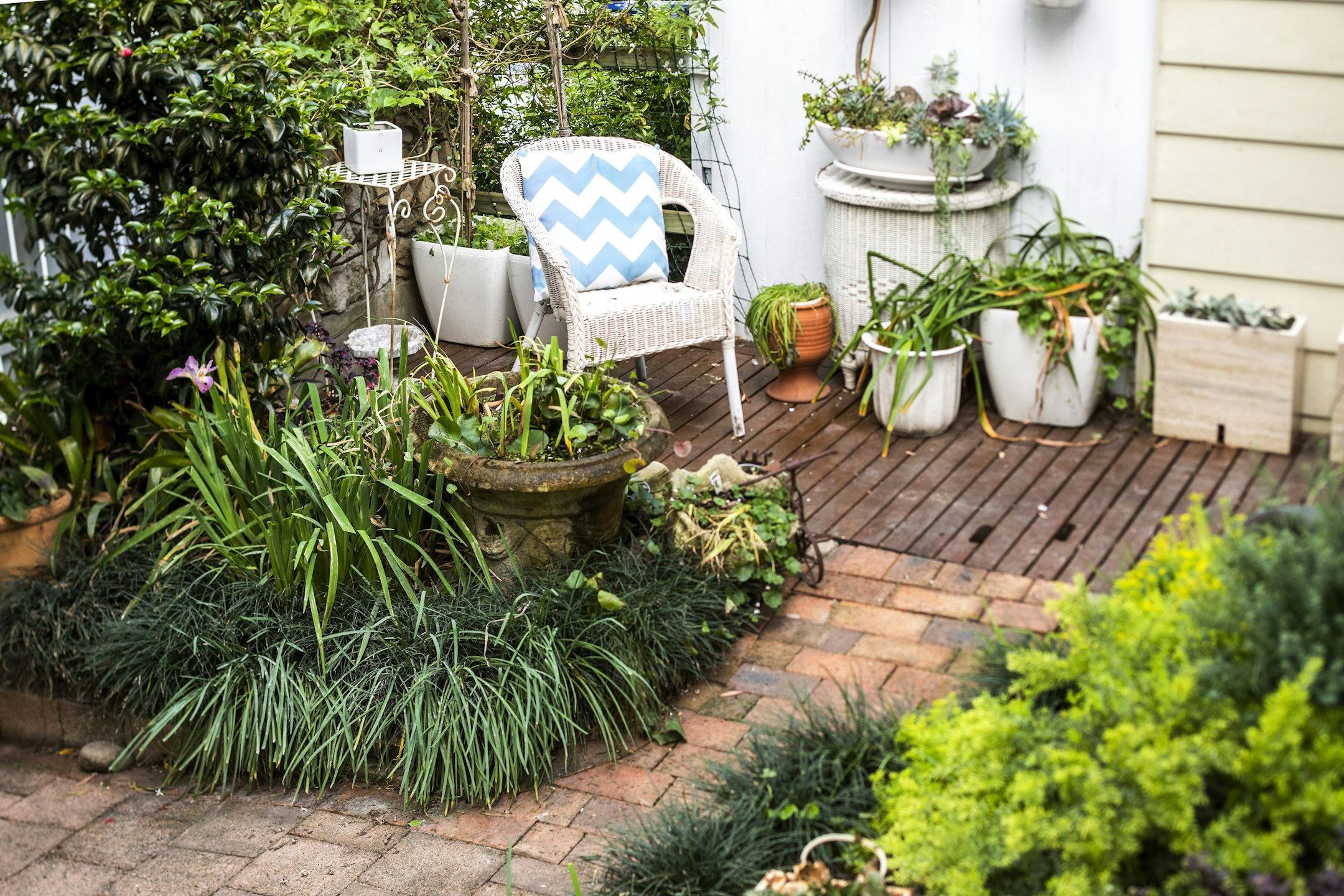 backyard