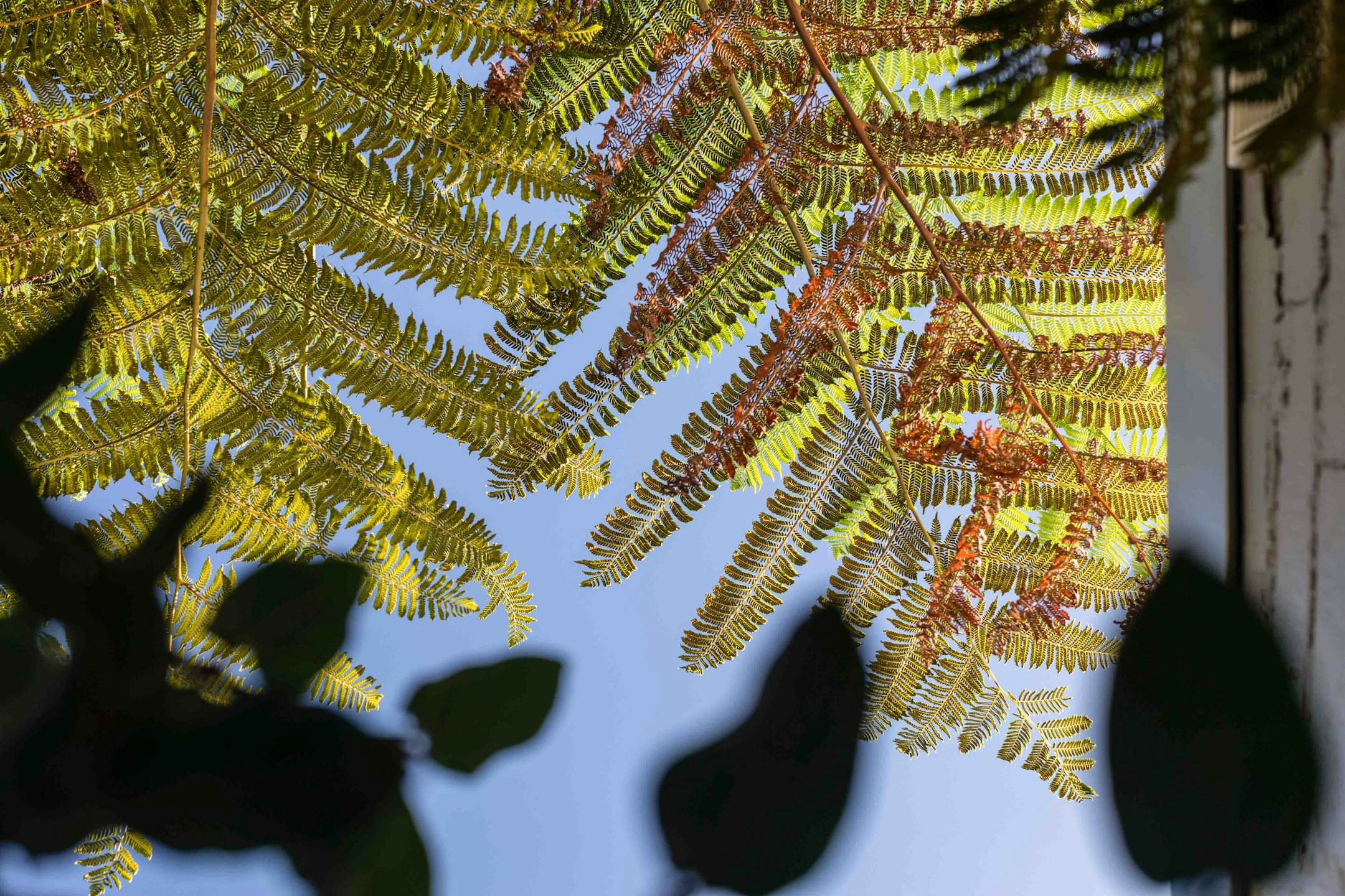 leaf