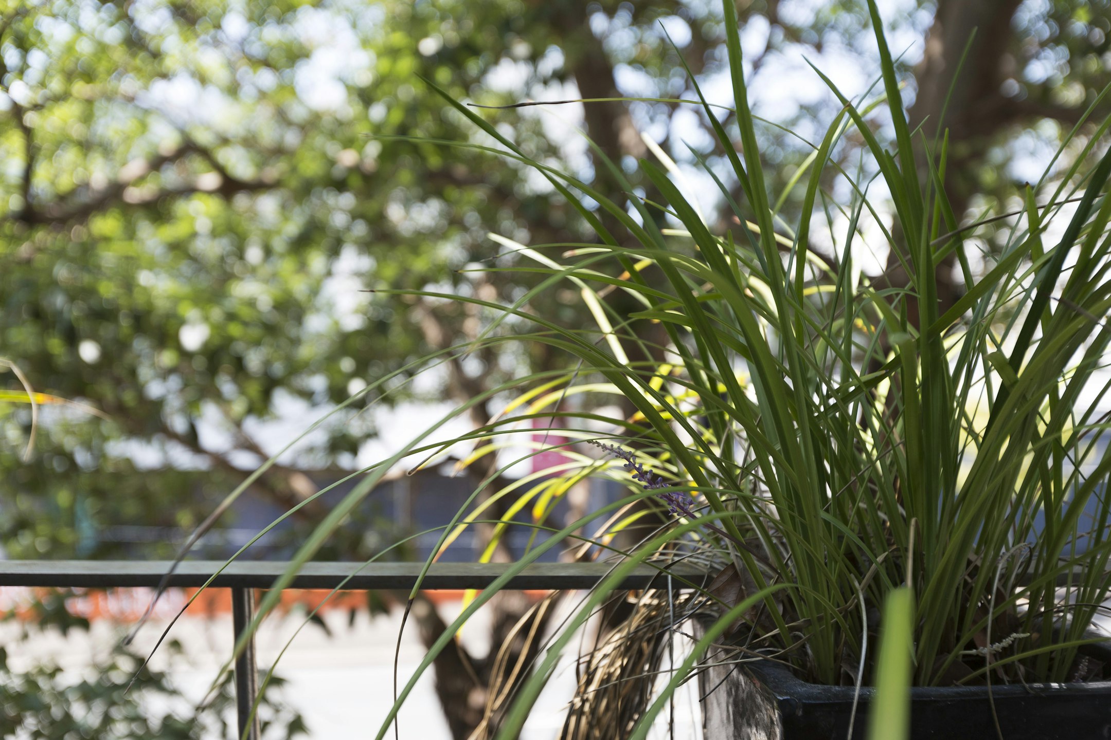 plant