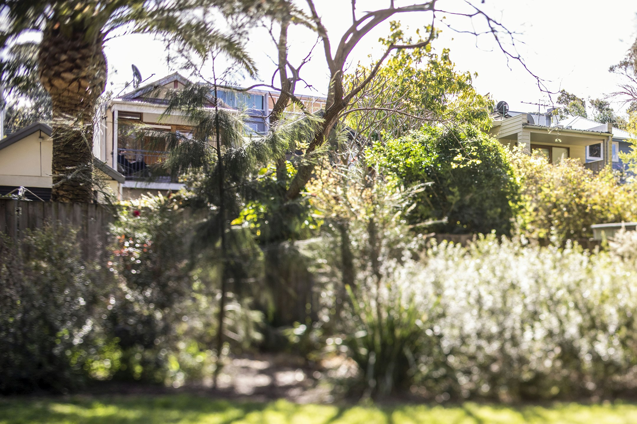garden