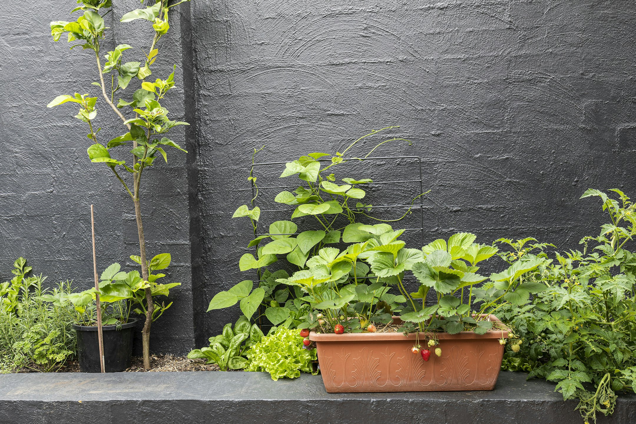 plant