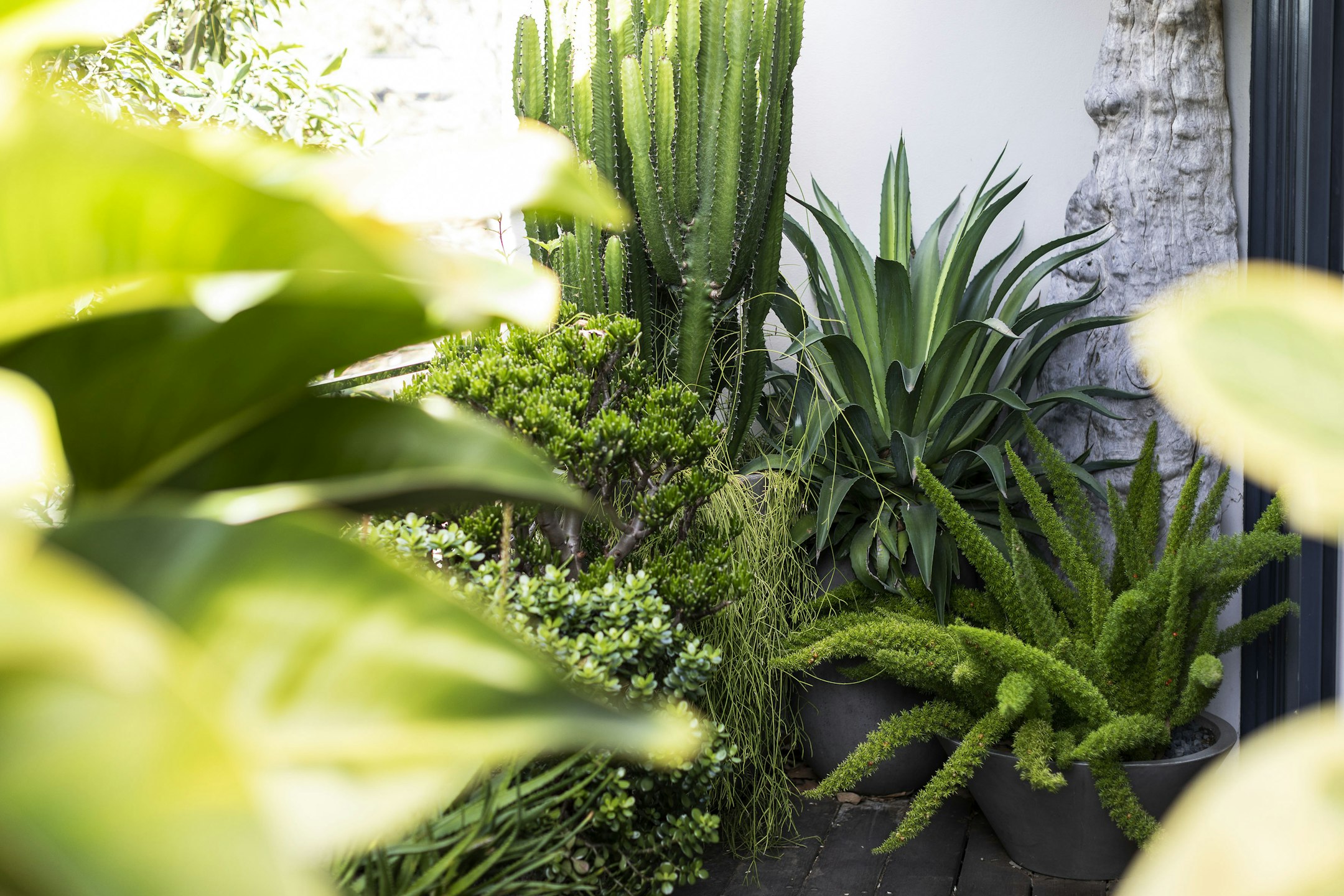 plant