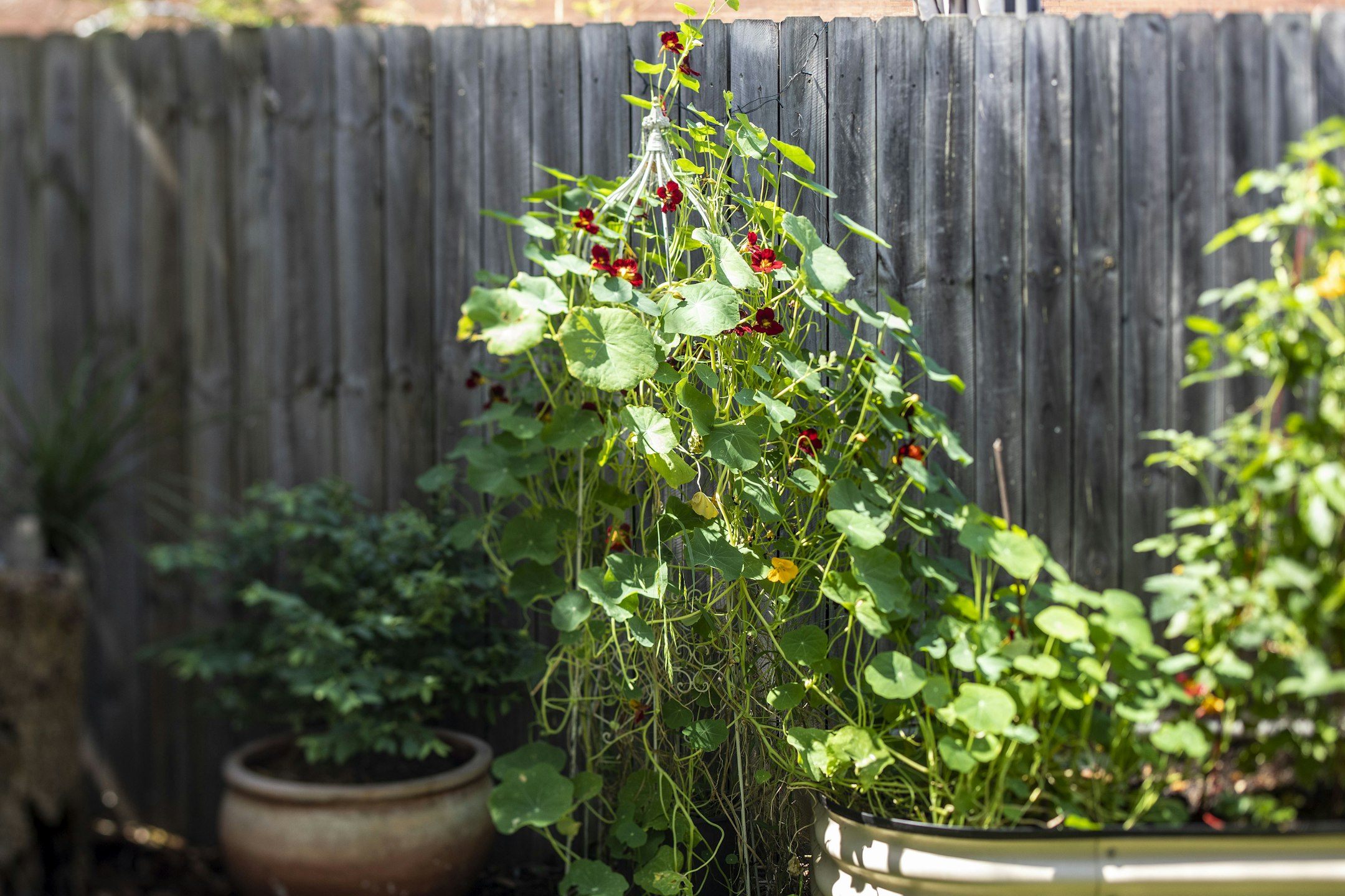 plant