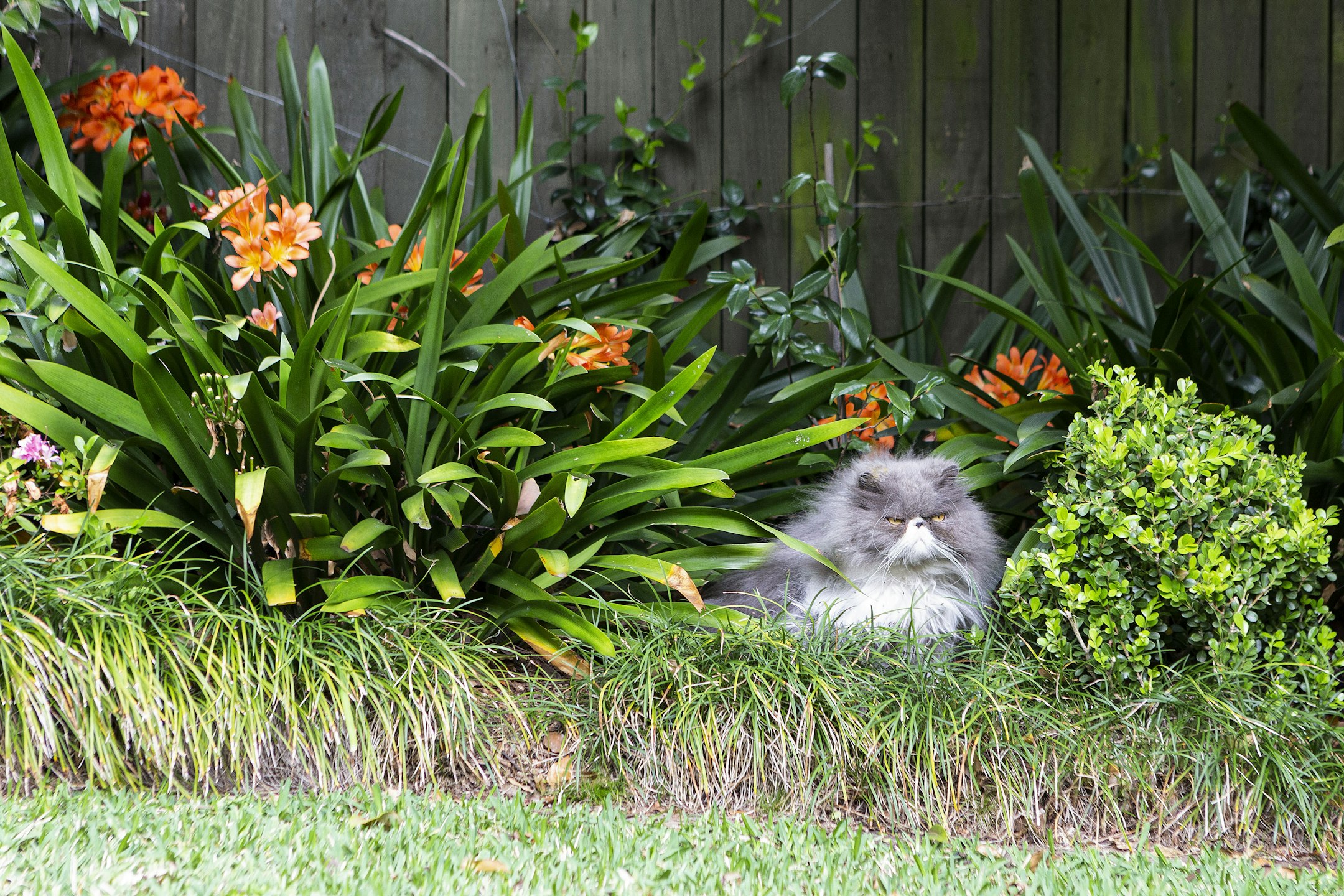 garden