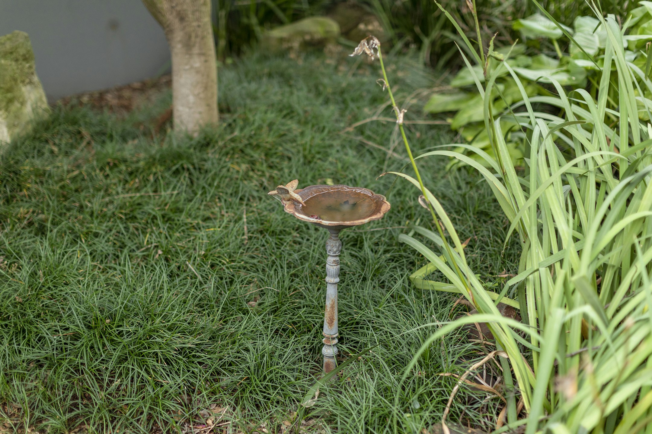 birdbath