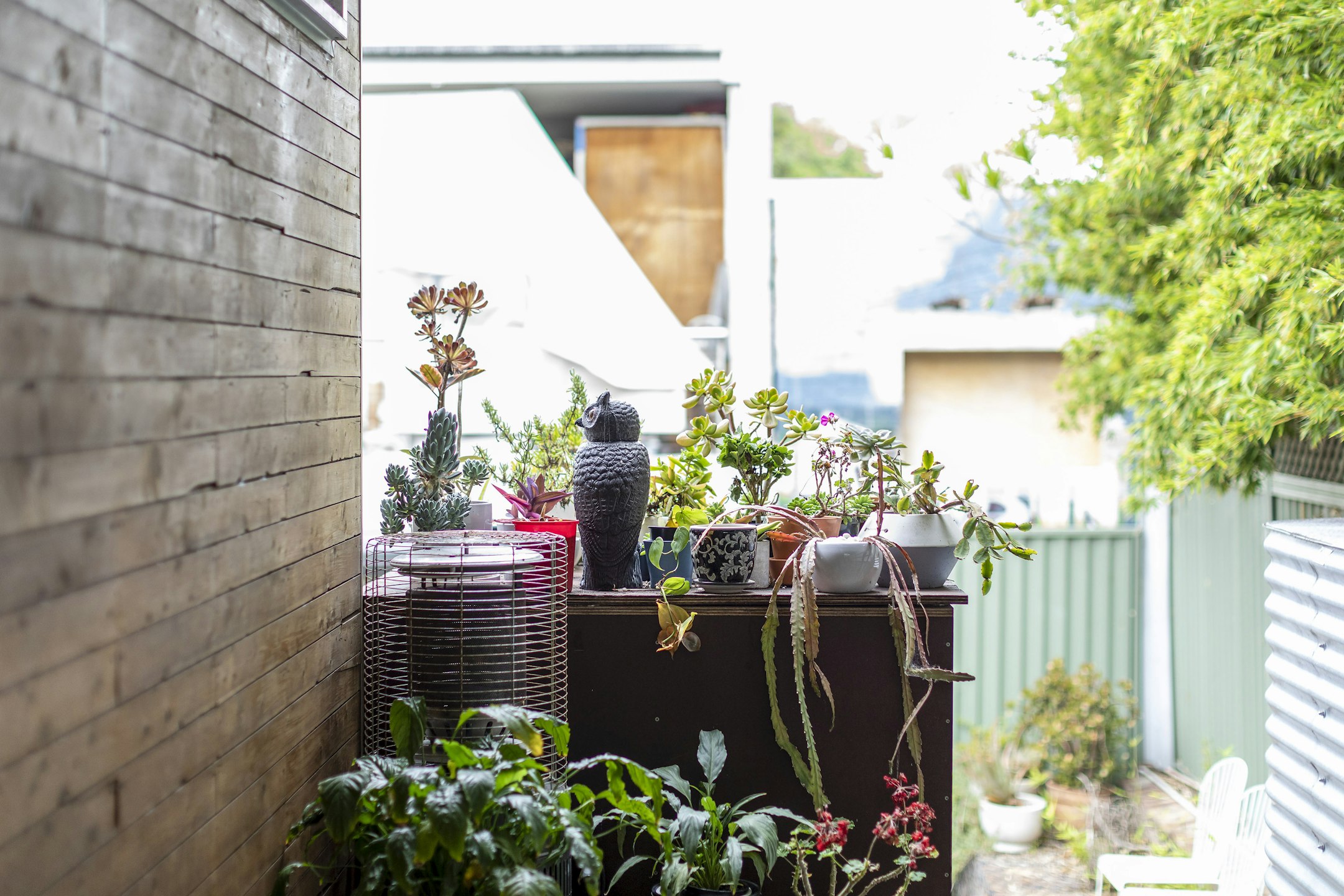 garden
