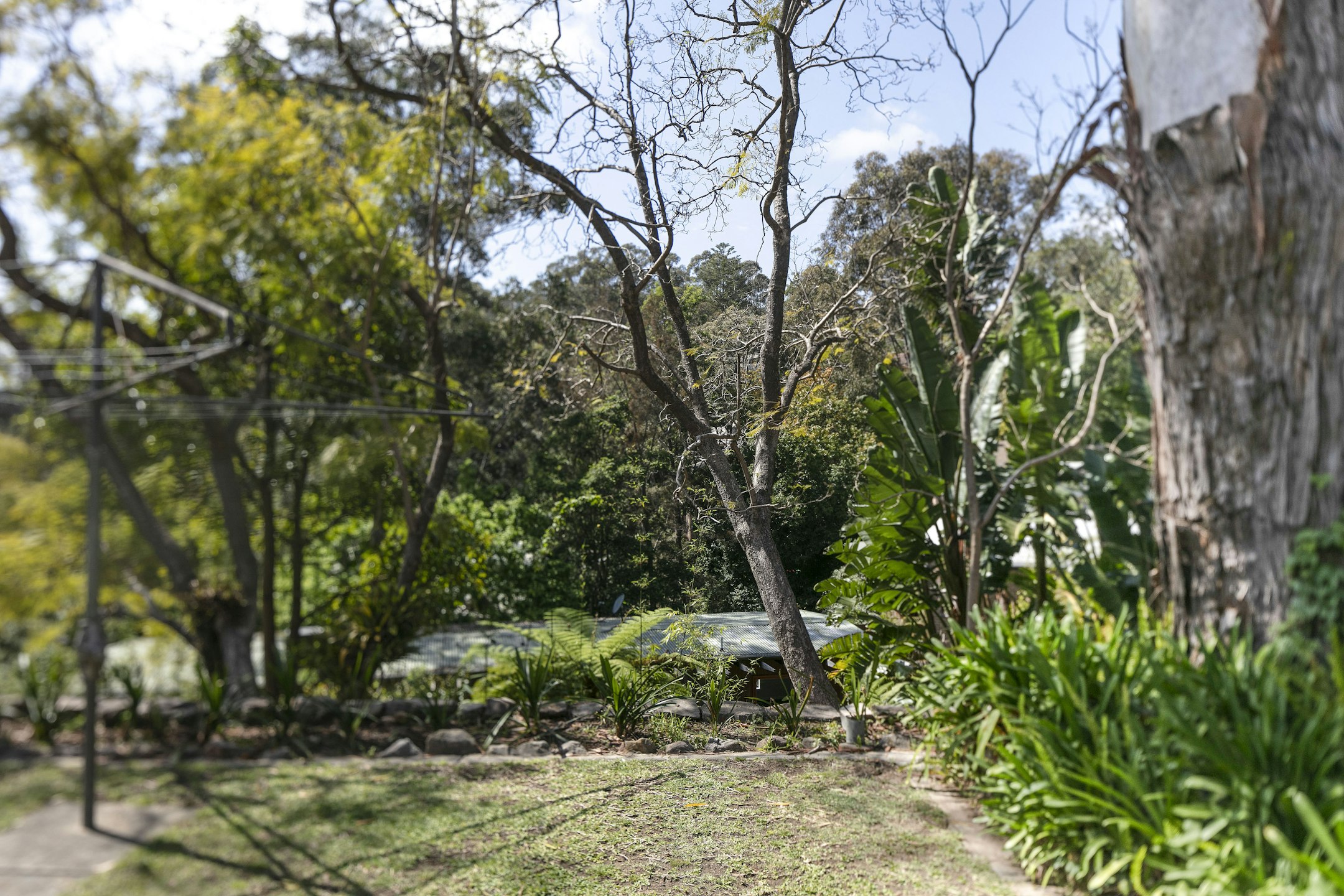 plant