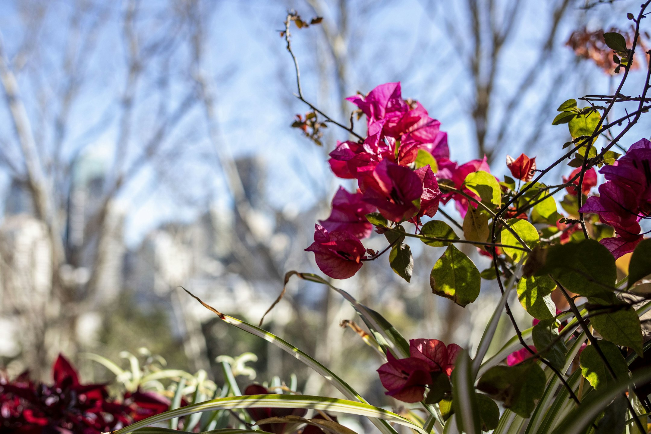 flower
