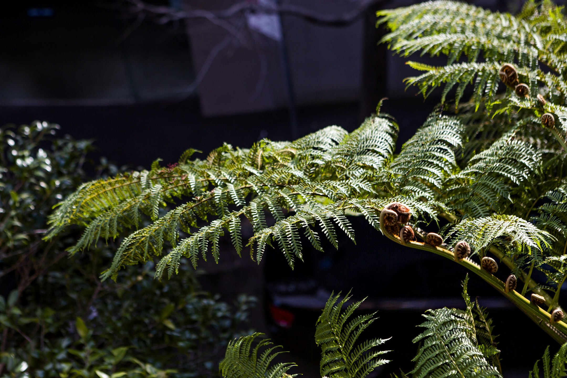 fern