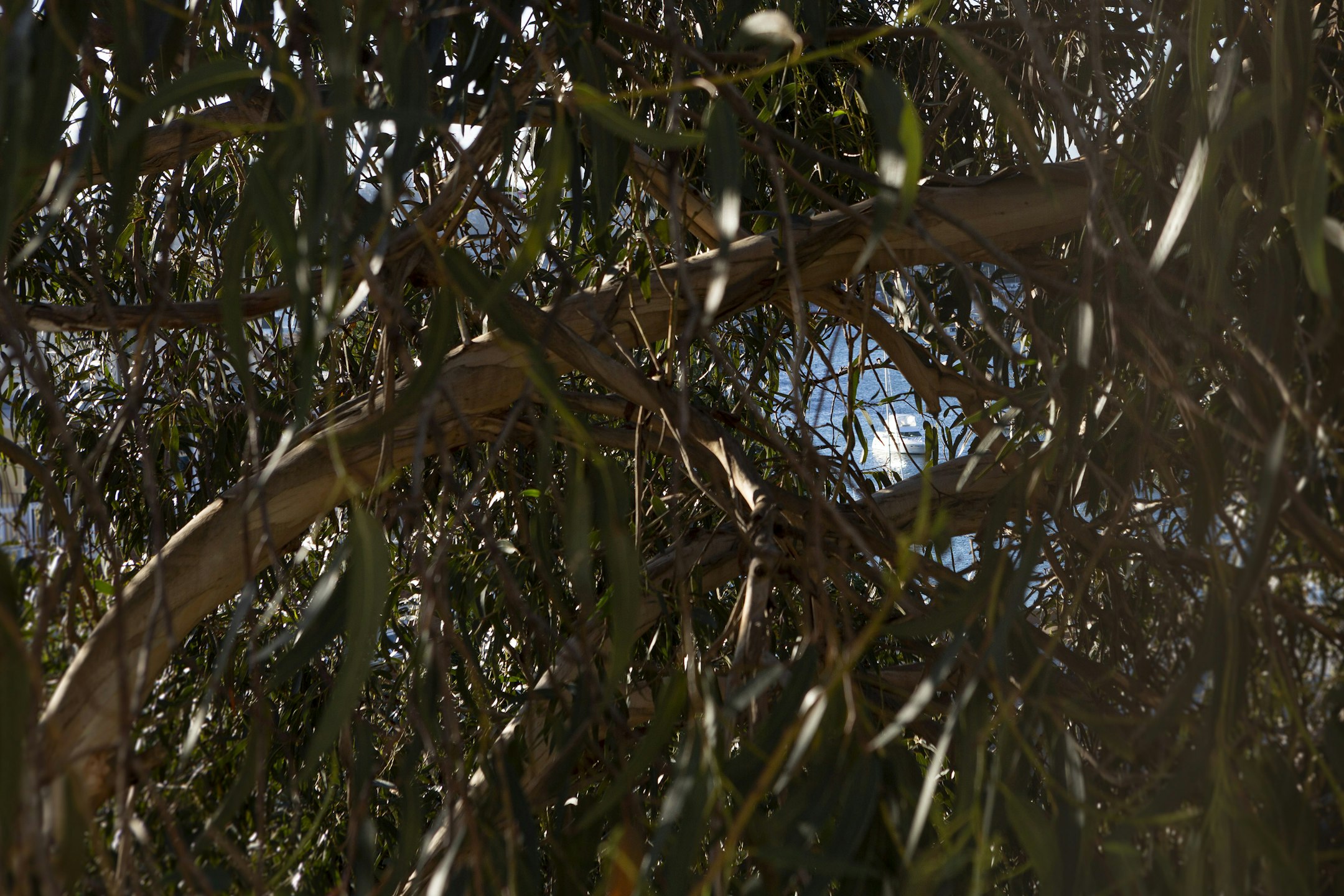 plant