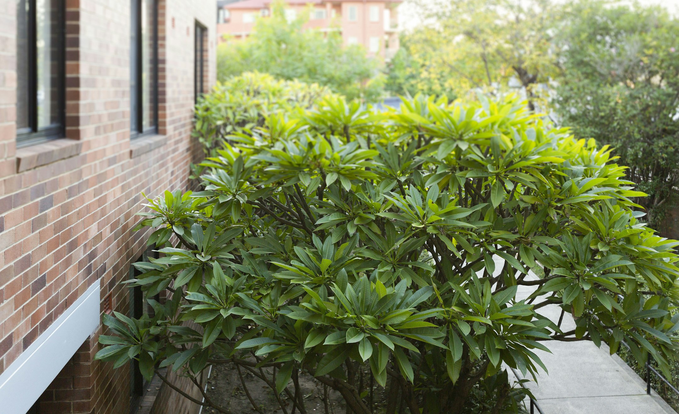 plant