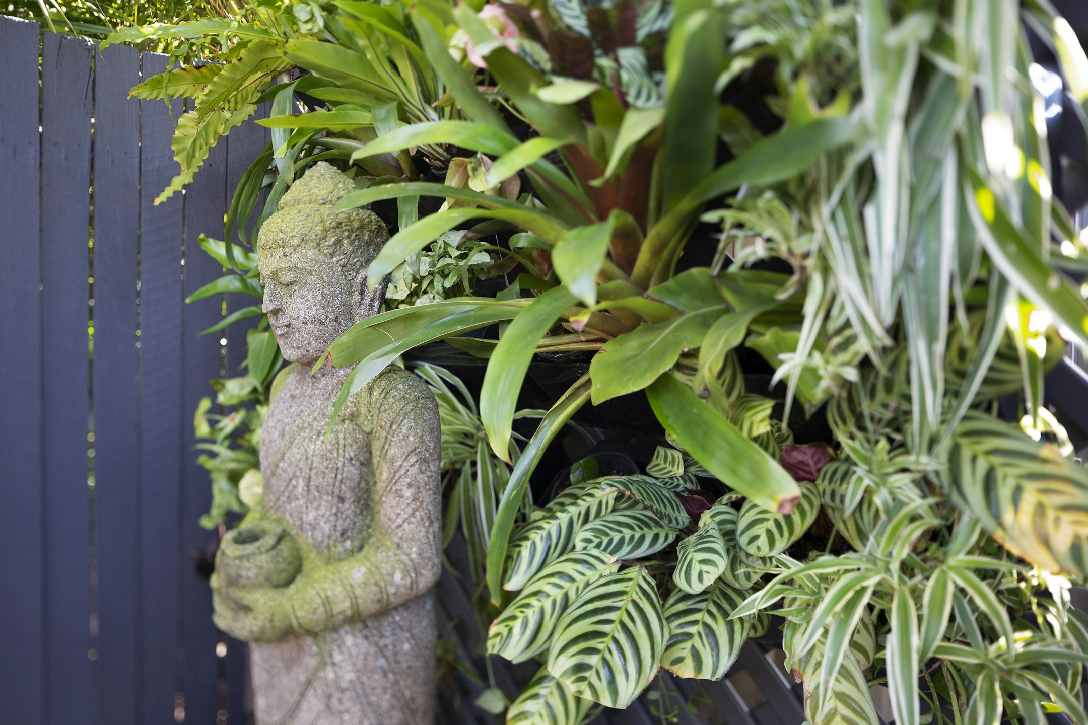 plant