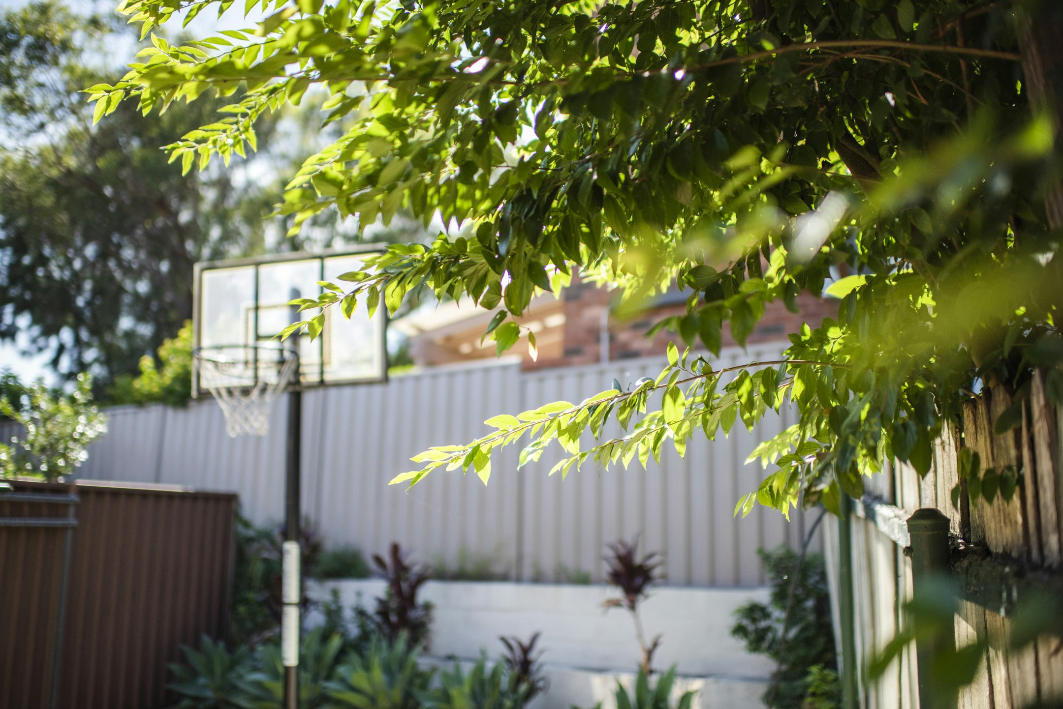 backyard
