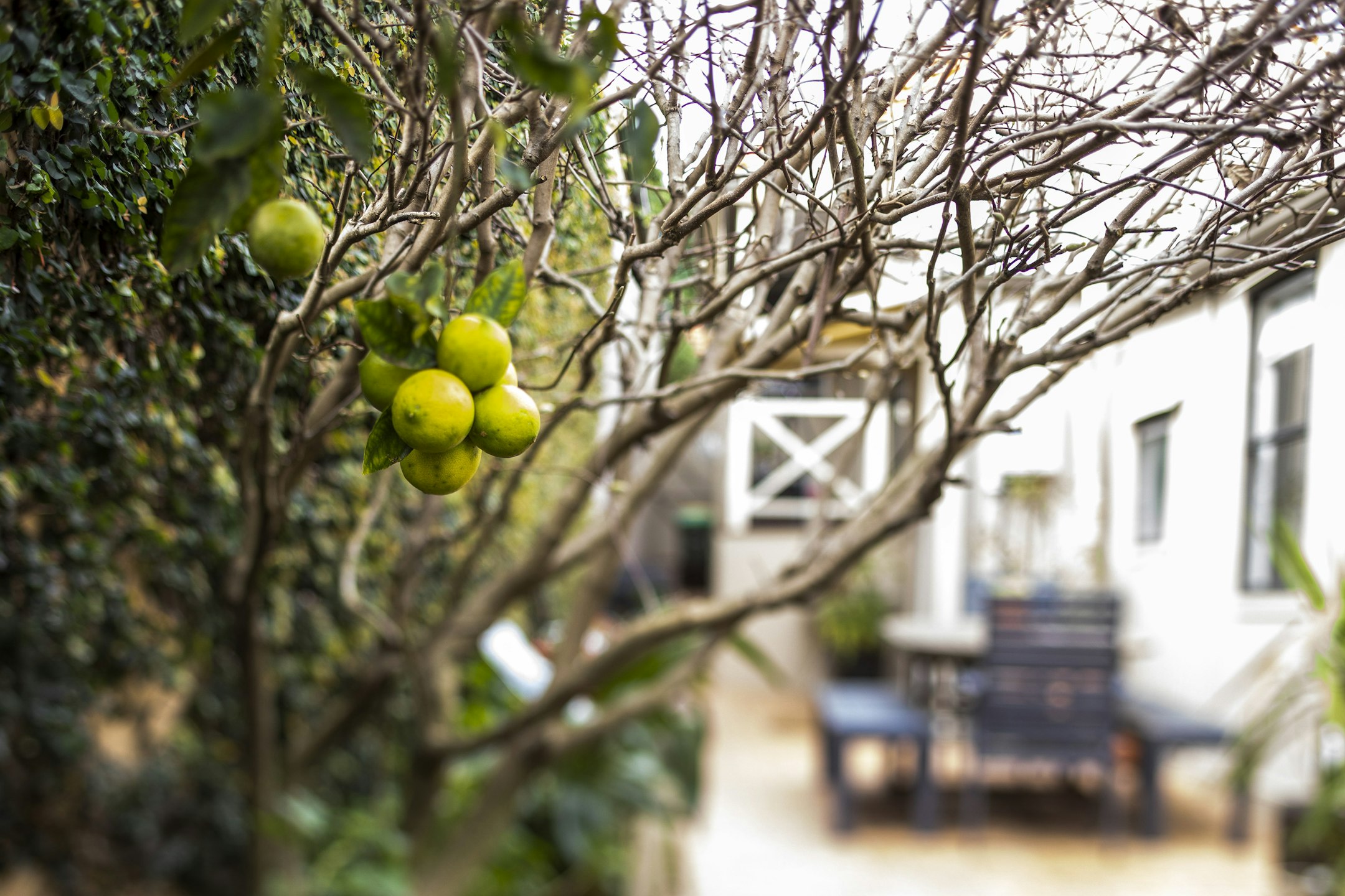 citrus fruit
