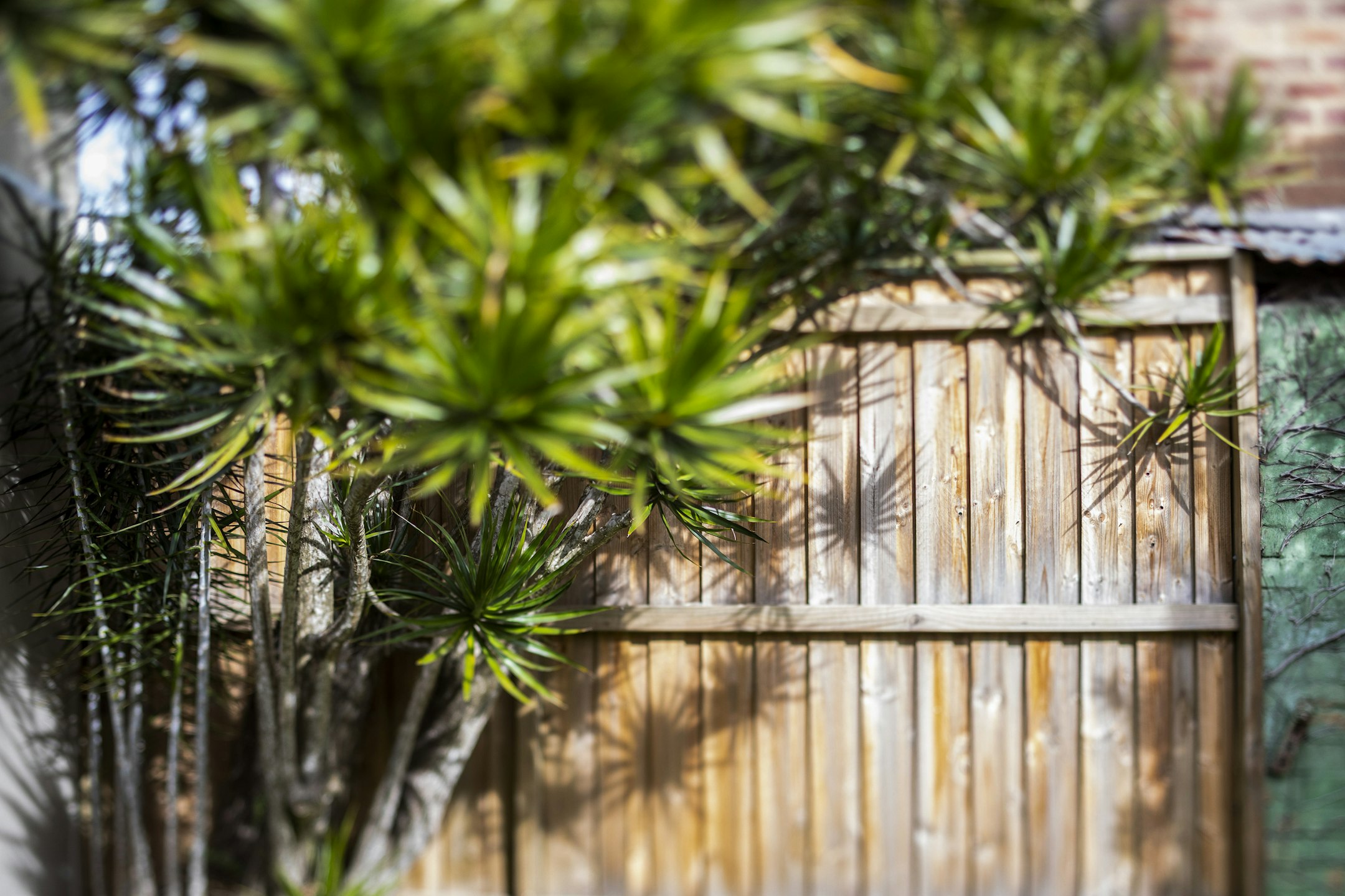 plant