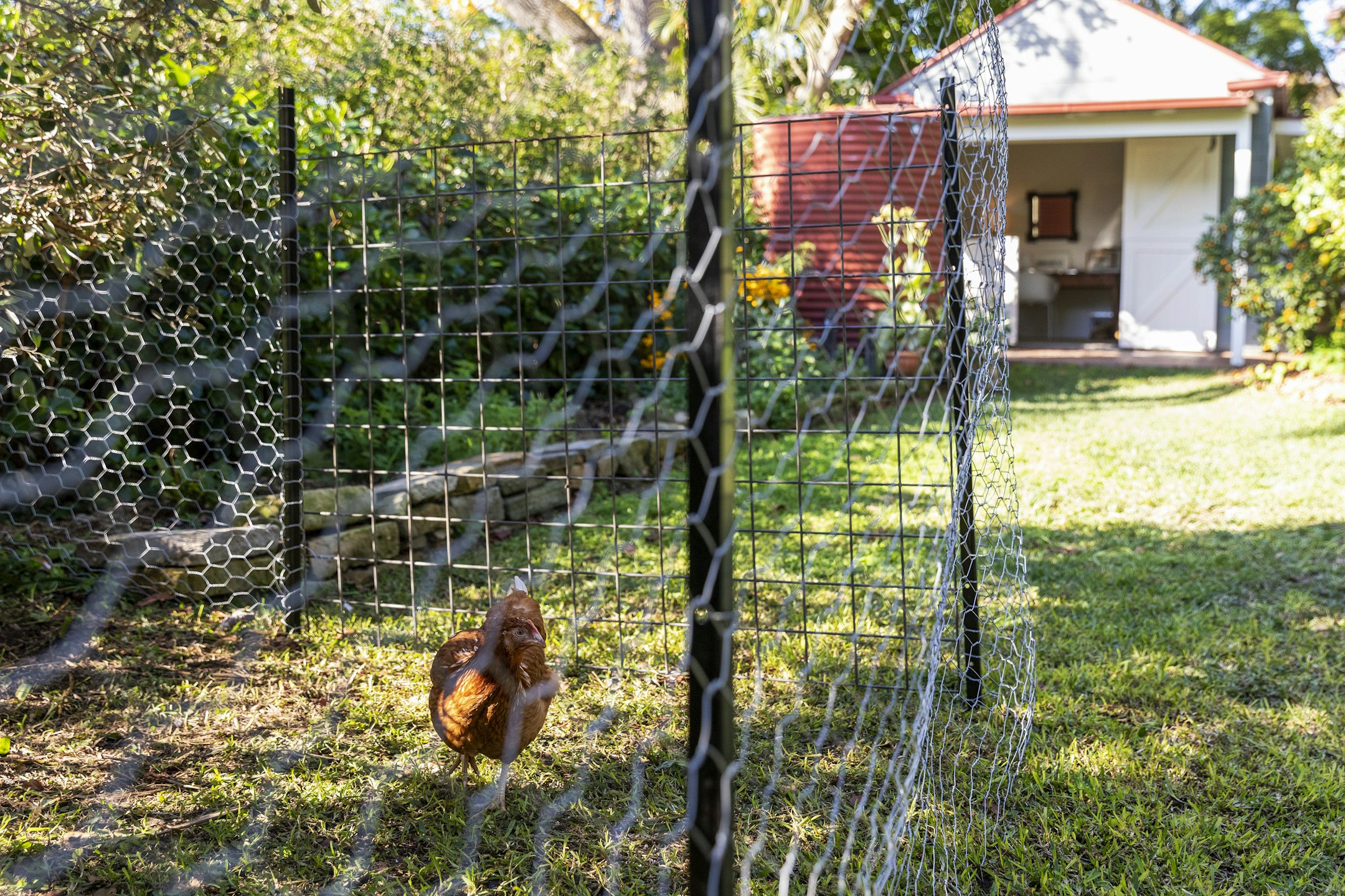 chicken