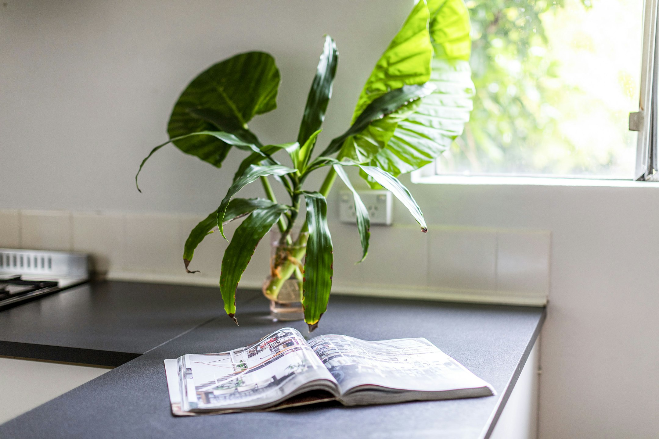 plant