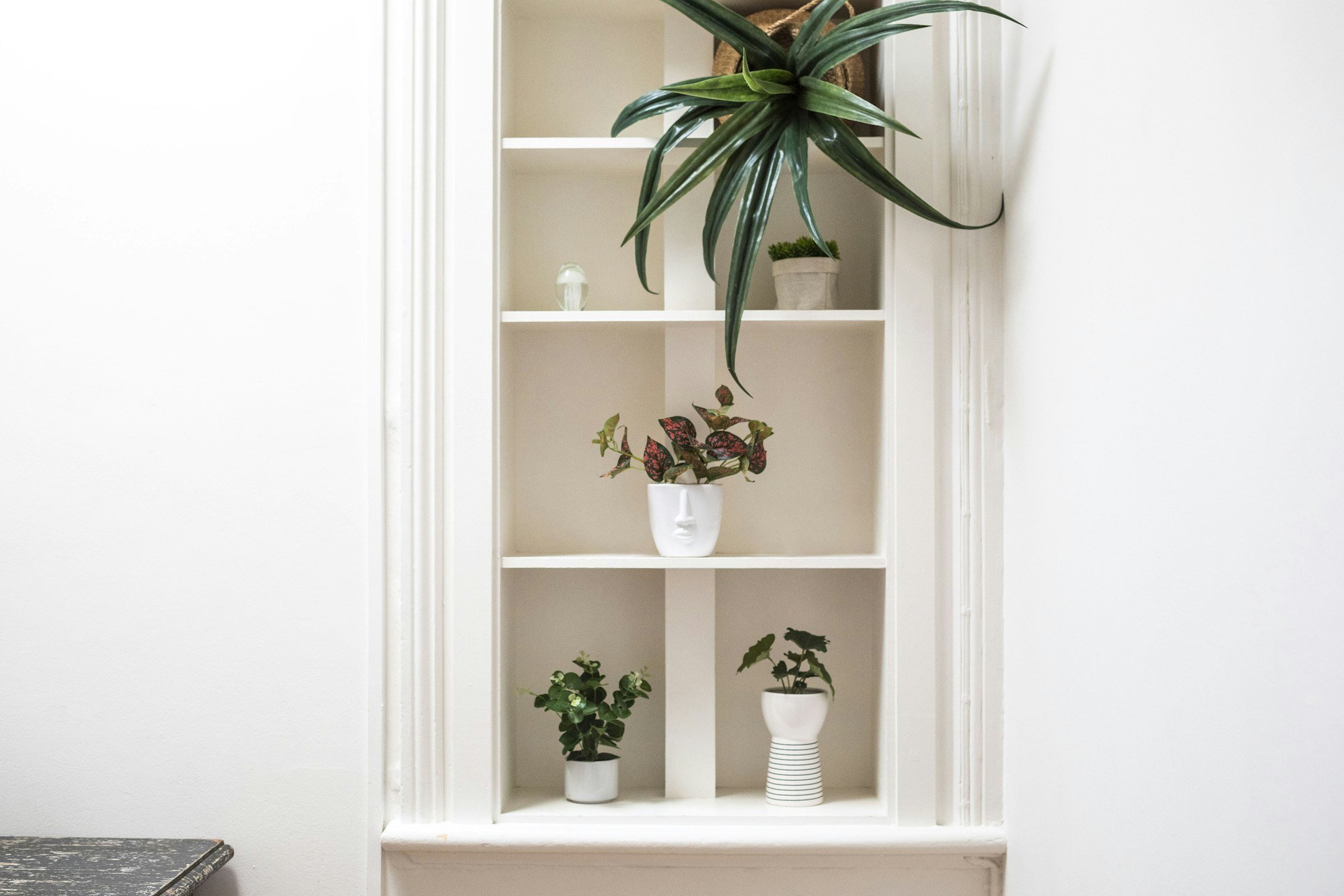 plant