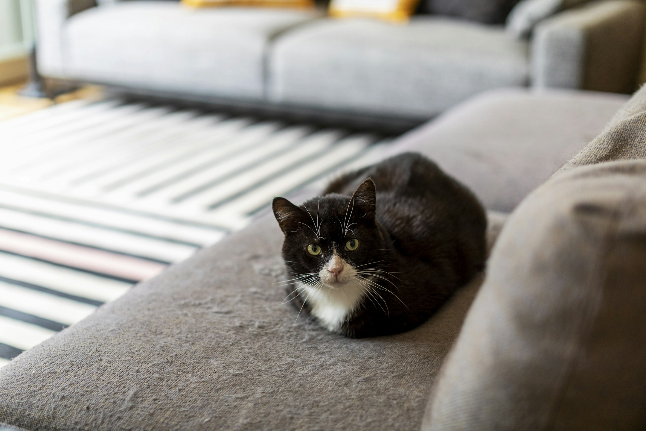 couch
