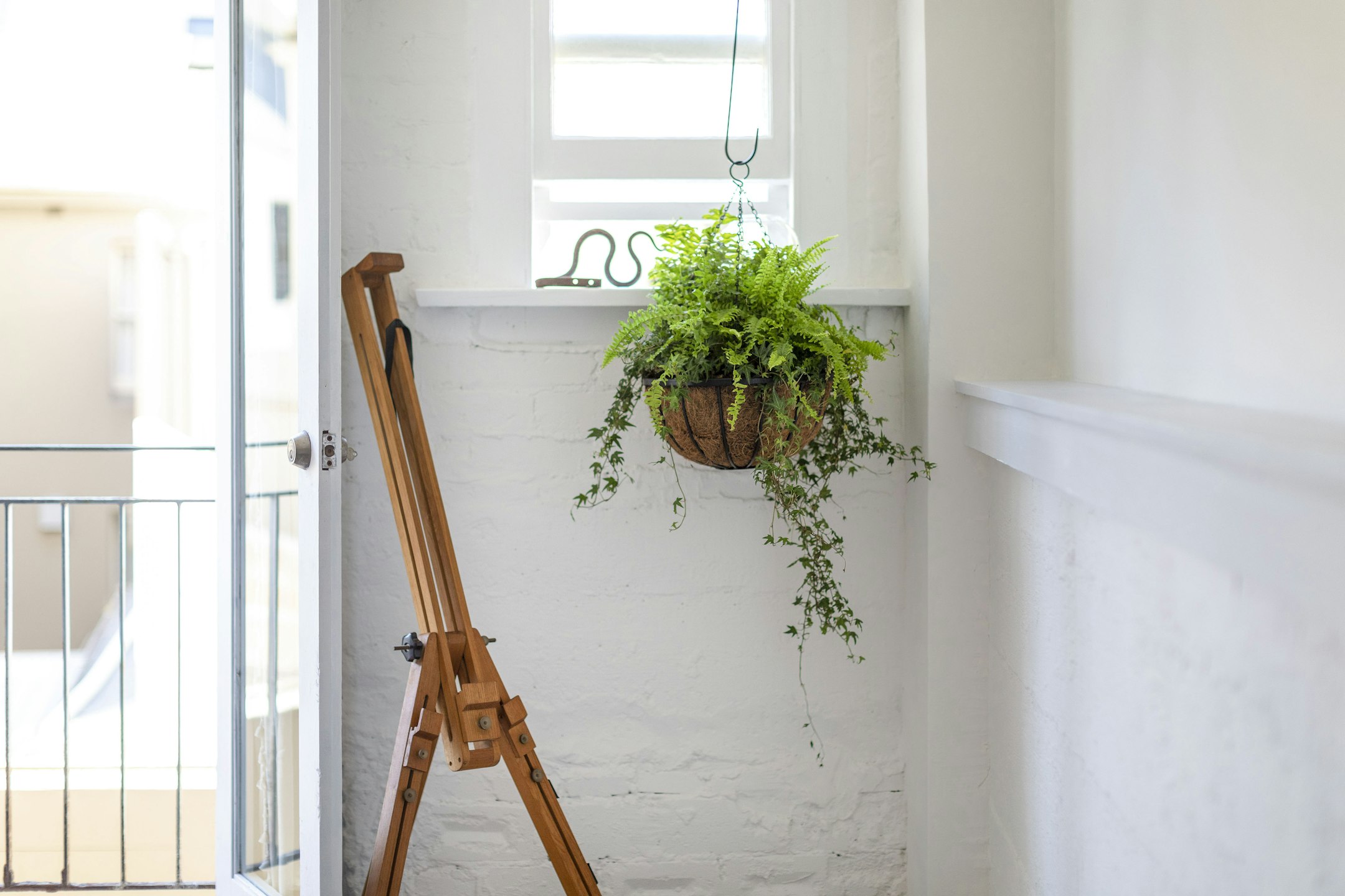 plant