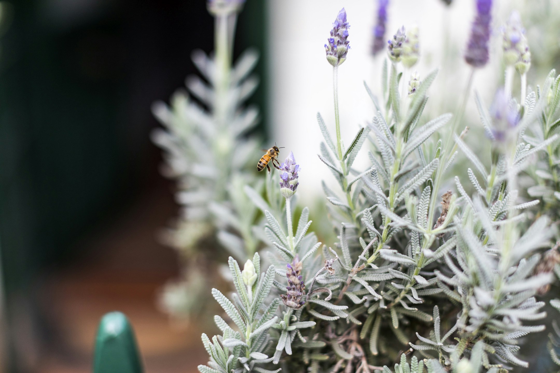 bee