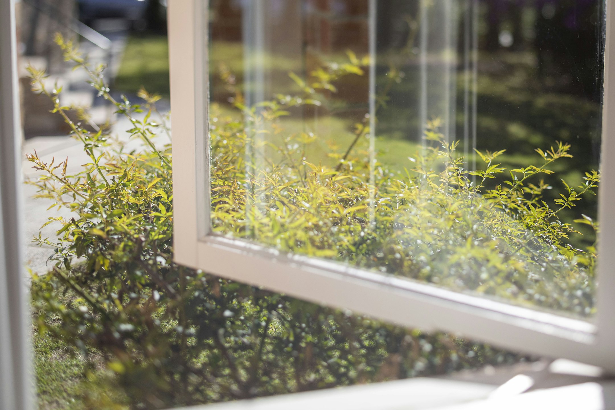 window
