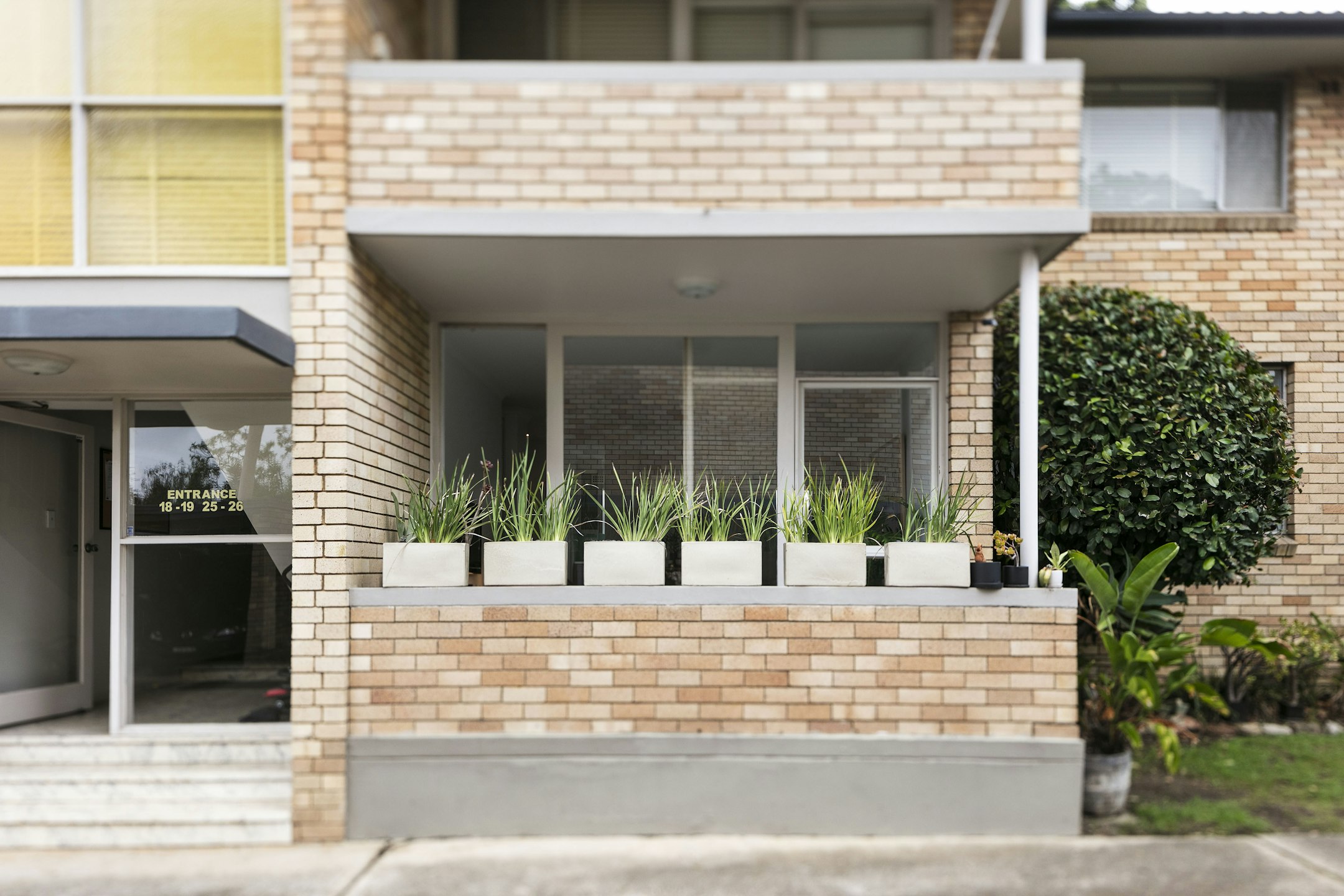 plant